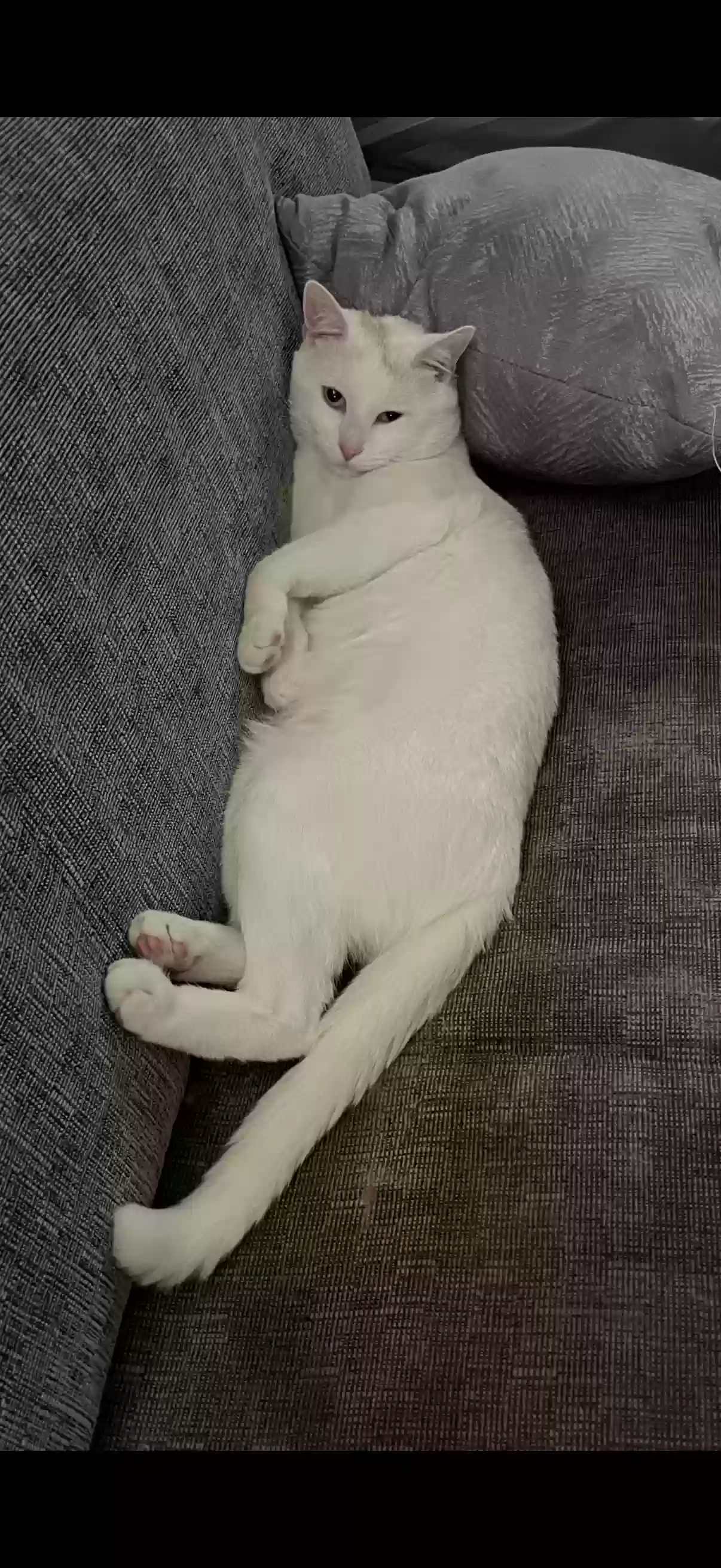 adoptable Cat in North Aurora,IL named Niki