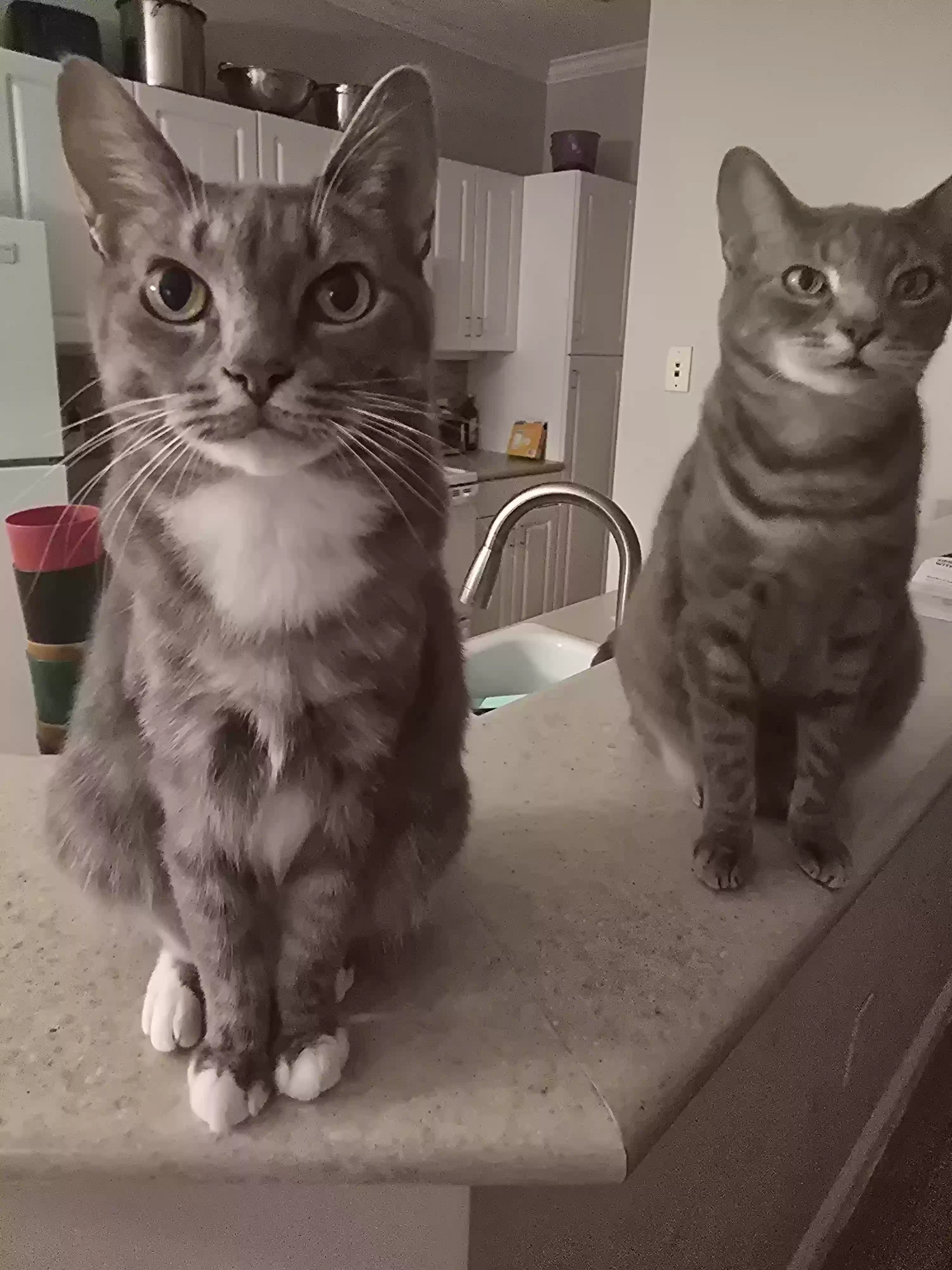 adoptable Cat in Raleigh,NC named Mittens and pebbles