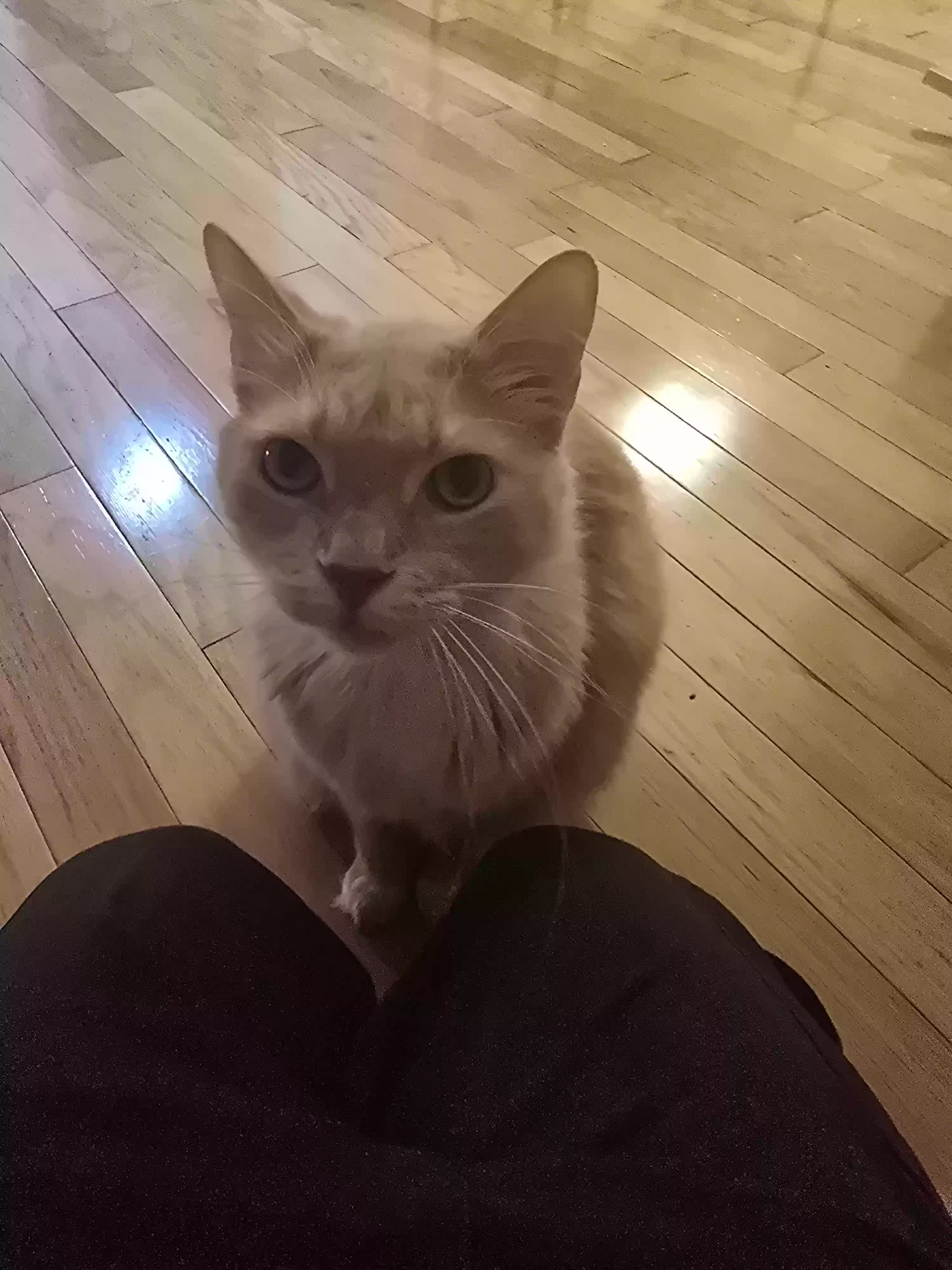 adoptable Cat in Raleigh,NC named Figuero