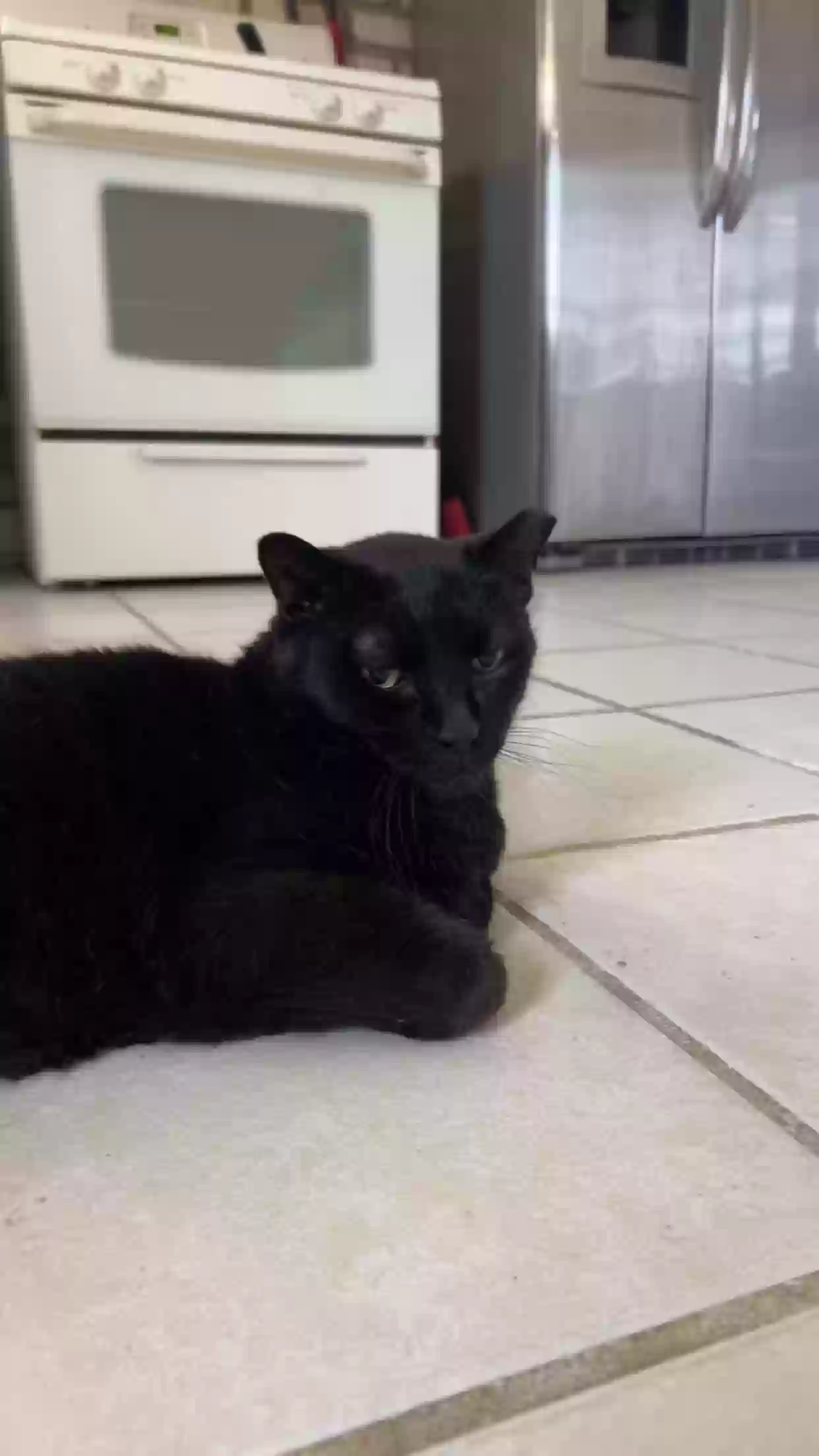 adoptable Cat in Lyons,IL named buttons
