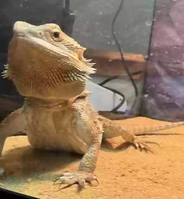 adoptable Reptile in Murrieta,CA named Lulu