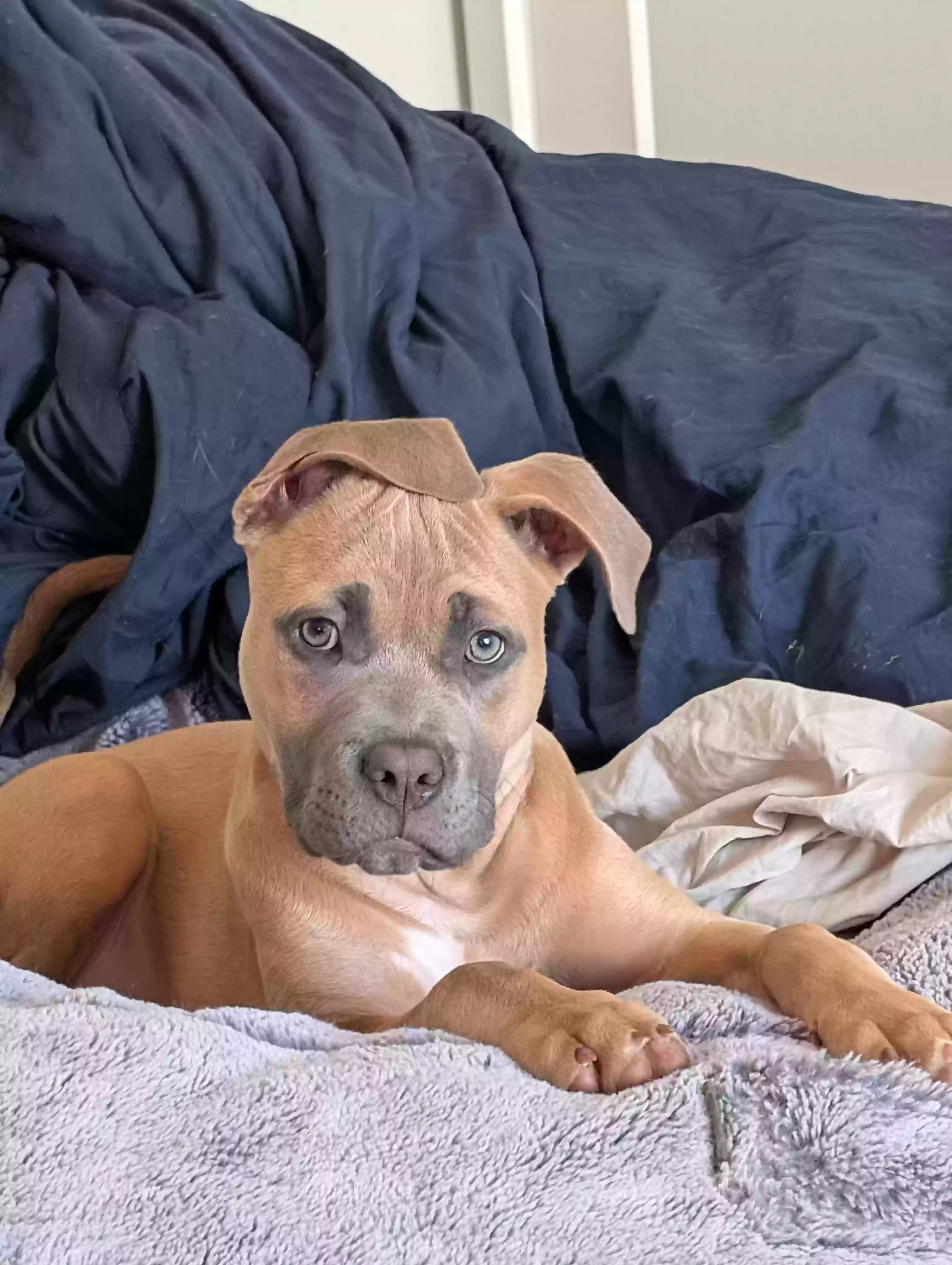 adoptable Dog in Plainfield,IL named Bella