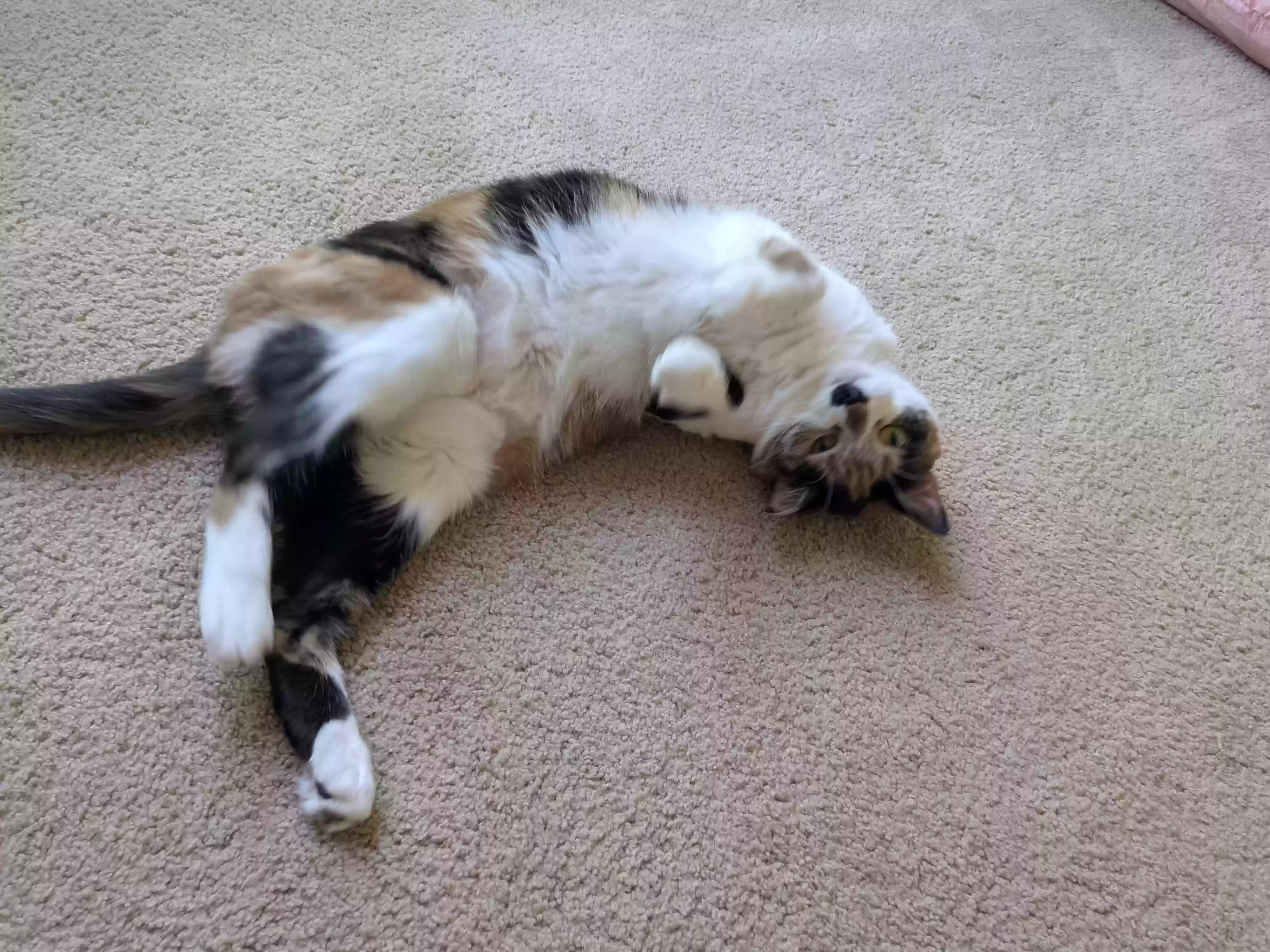 adoptable Cat in Howard City,MI named Cookie