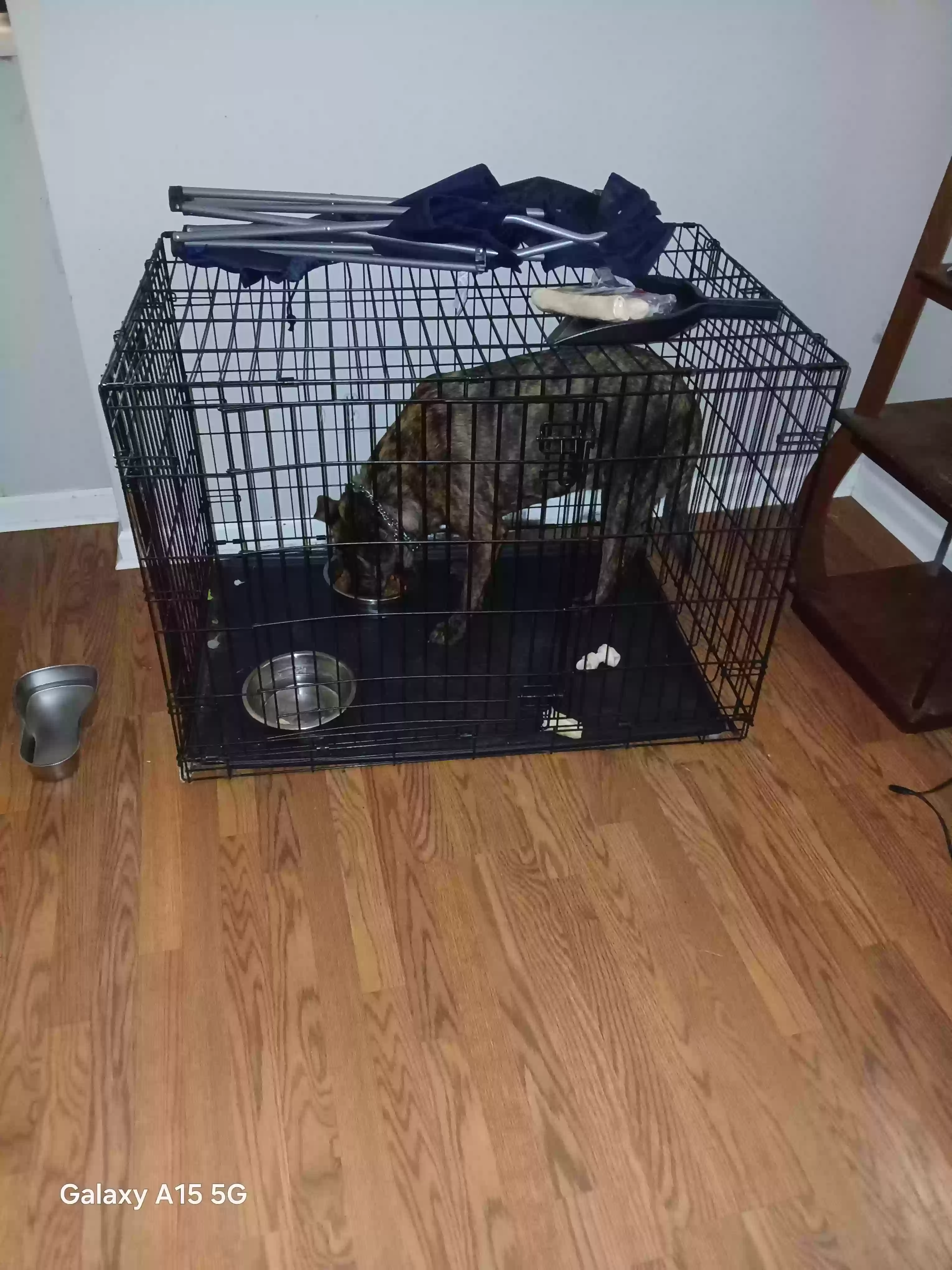 adoptable Dog in Lula,GA named Cain (Buddy)