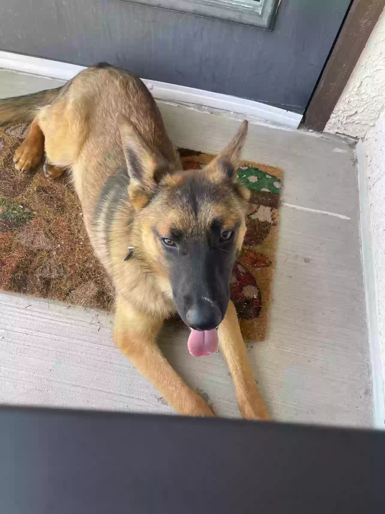 adoptable Dog in Garland,TX named