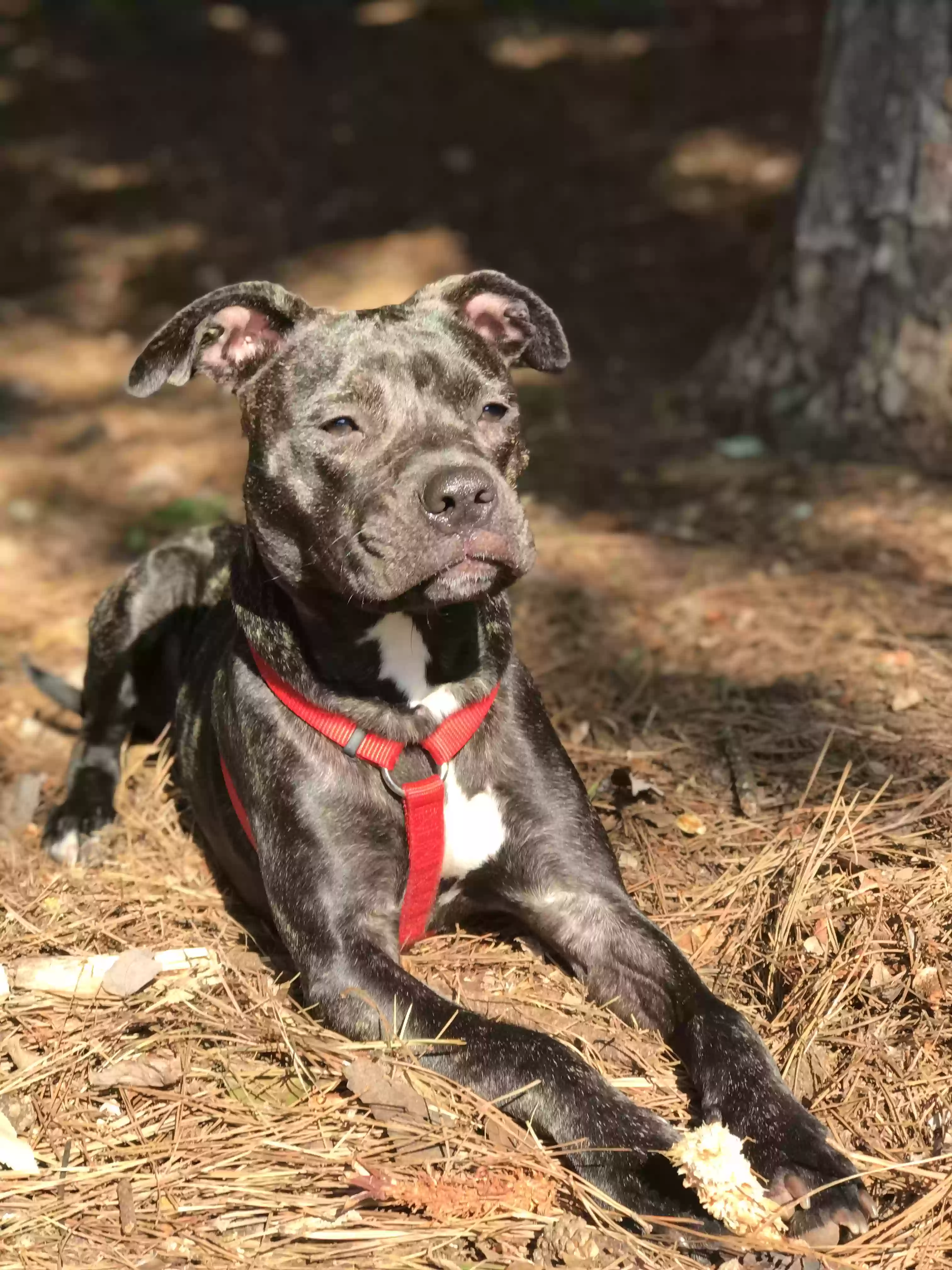 adoptable Dog in Atlanta,GA named Bailey