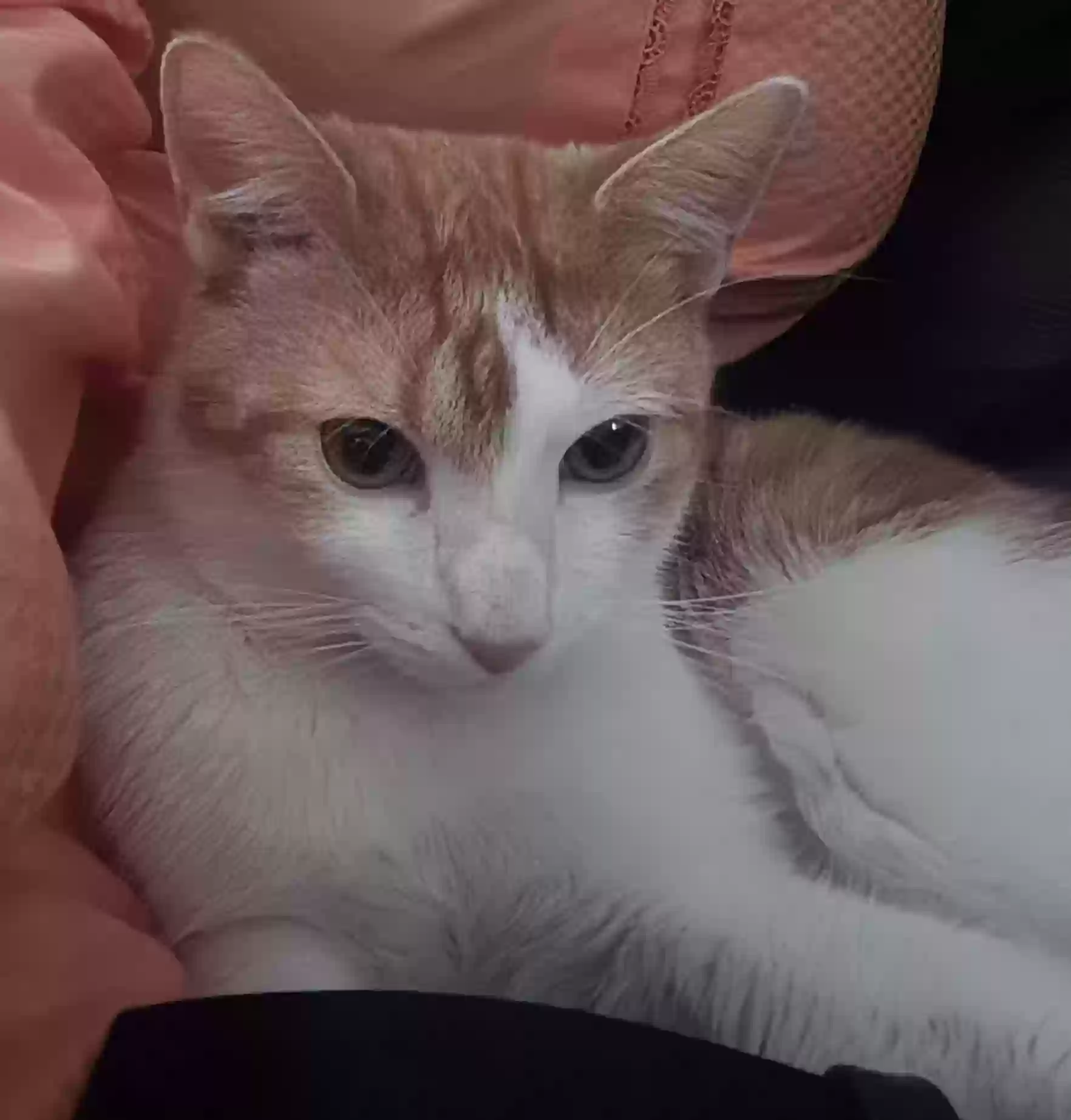 adoptable Cat in Central Village,CT named Coco
