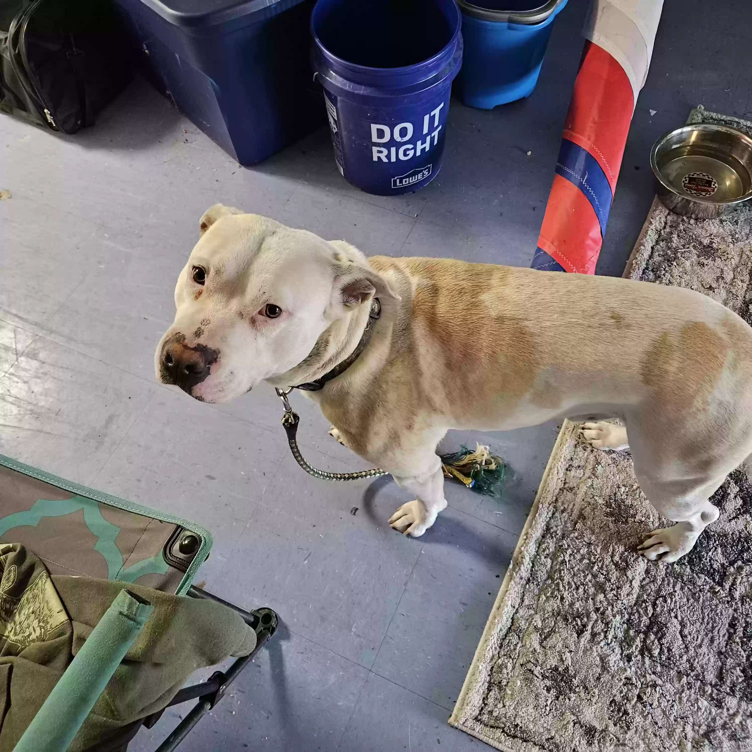 adoptable Dog in King George,VA named Remington (Remy)