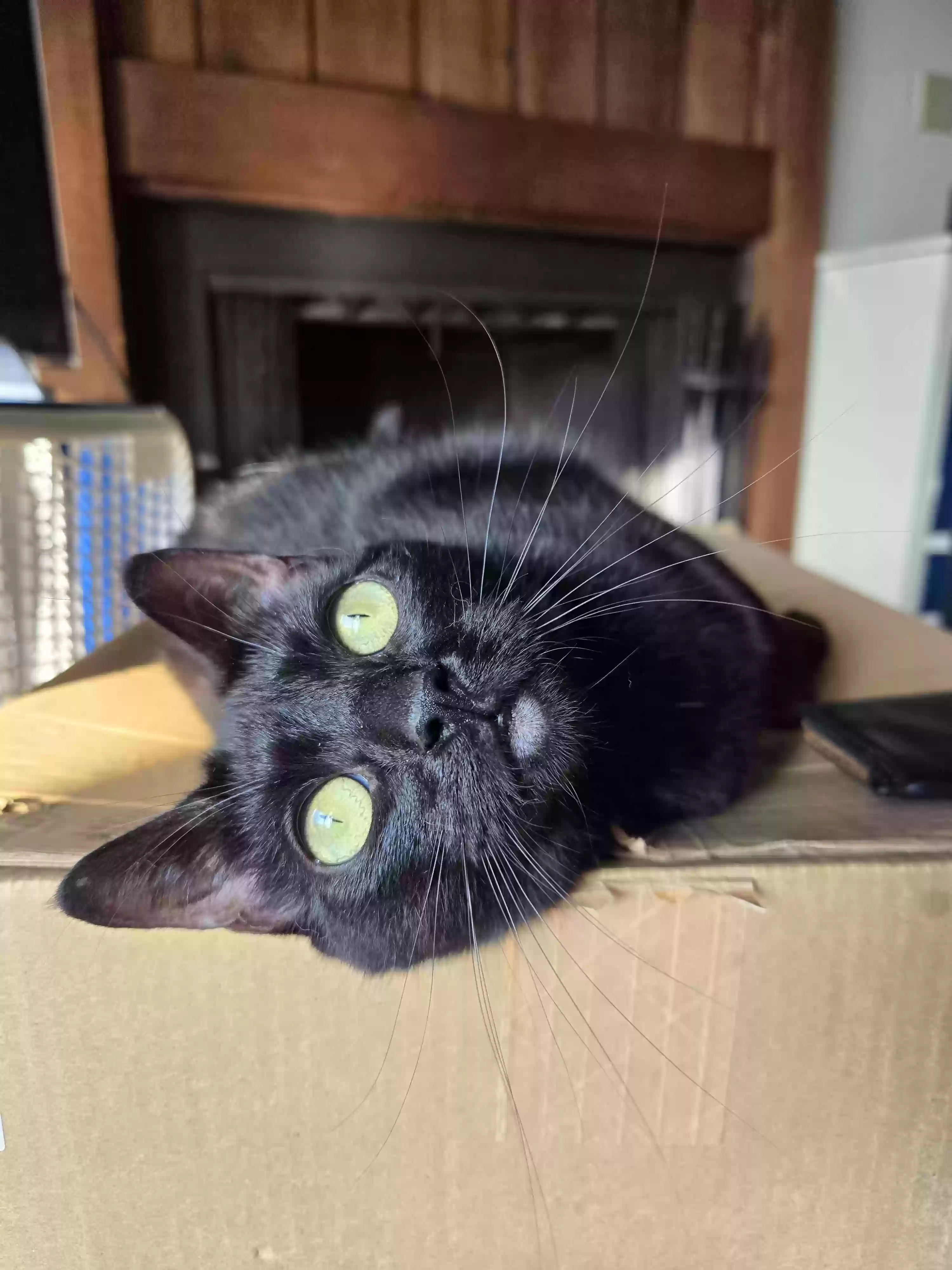 adoptable Cat in Oklahoma City,OK named Robin