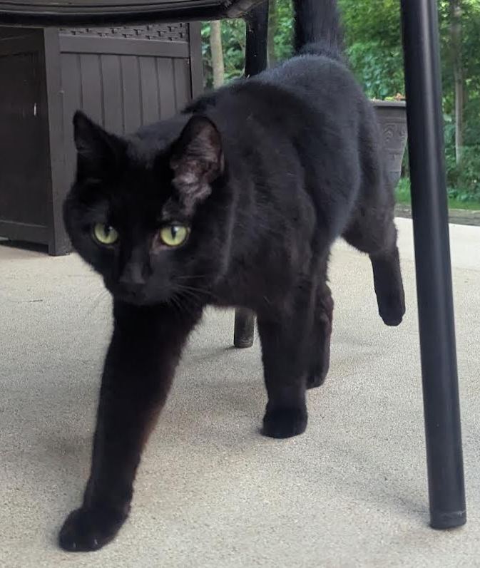 adoptable Cat in Hamilton,MI named Neville