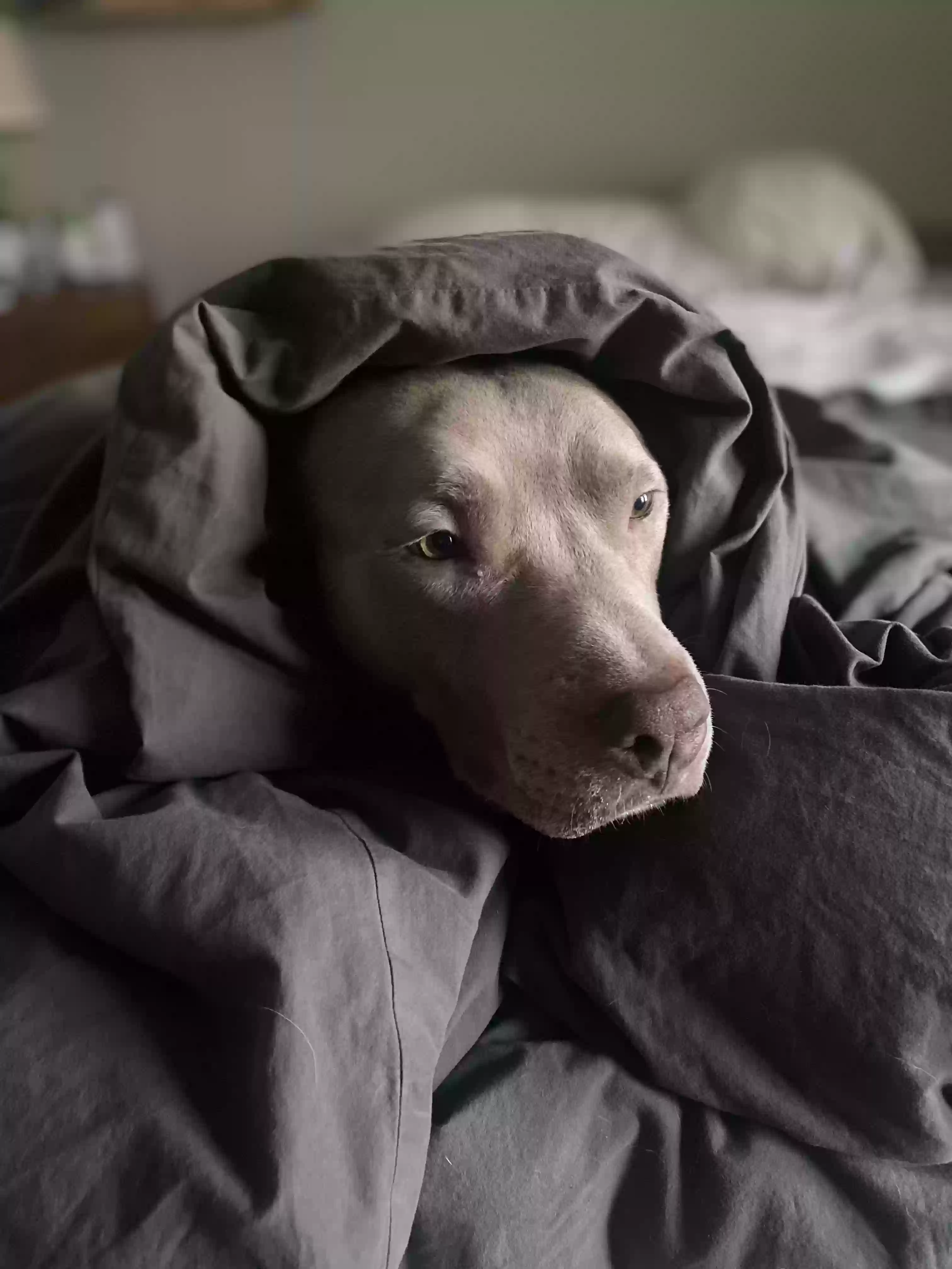 adoptable Dog in Minneapolis,MN named Gotti