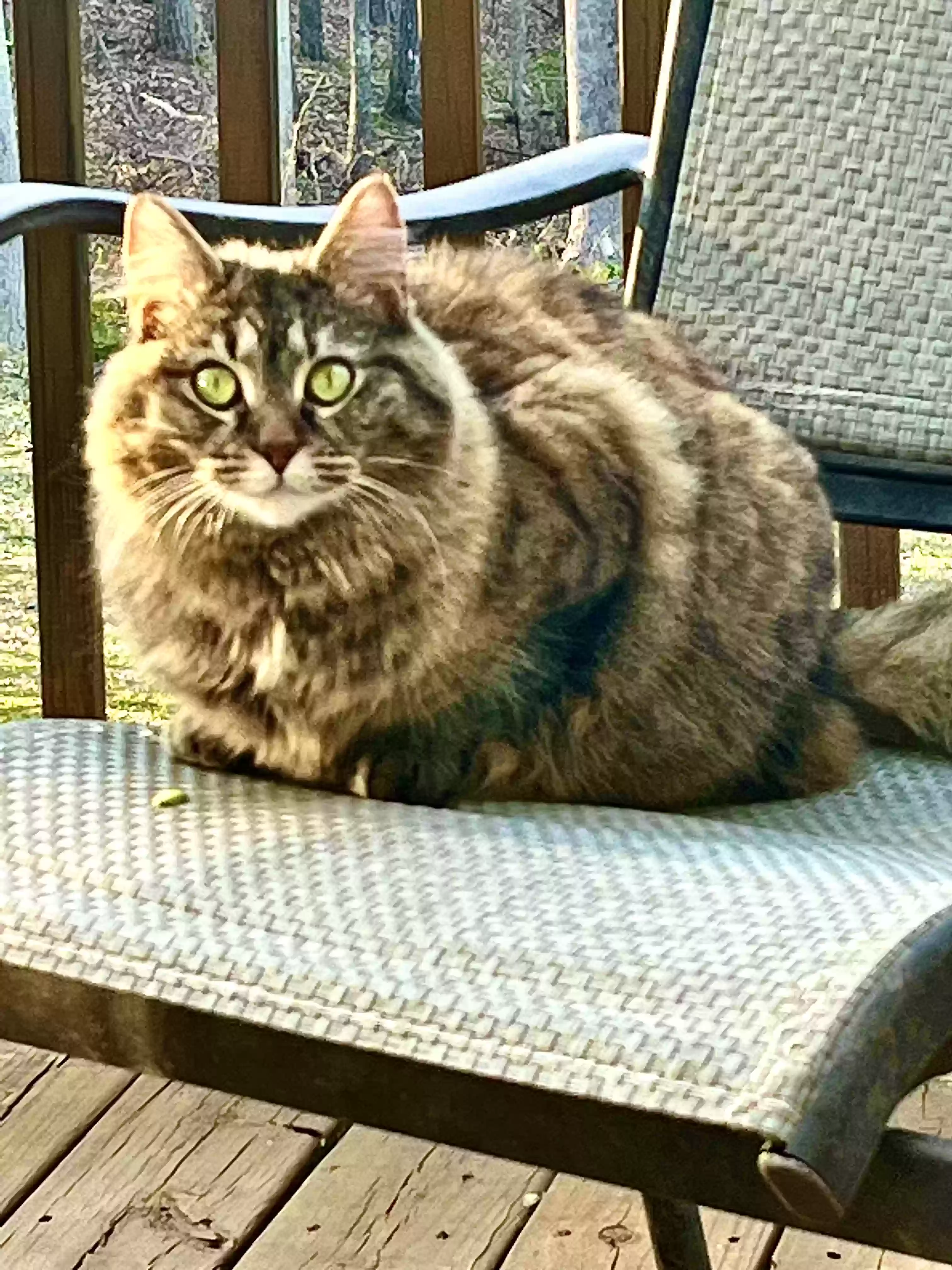 adoptable Cat in Atlanta,GA named Nova