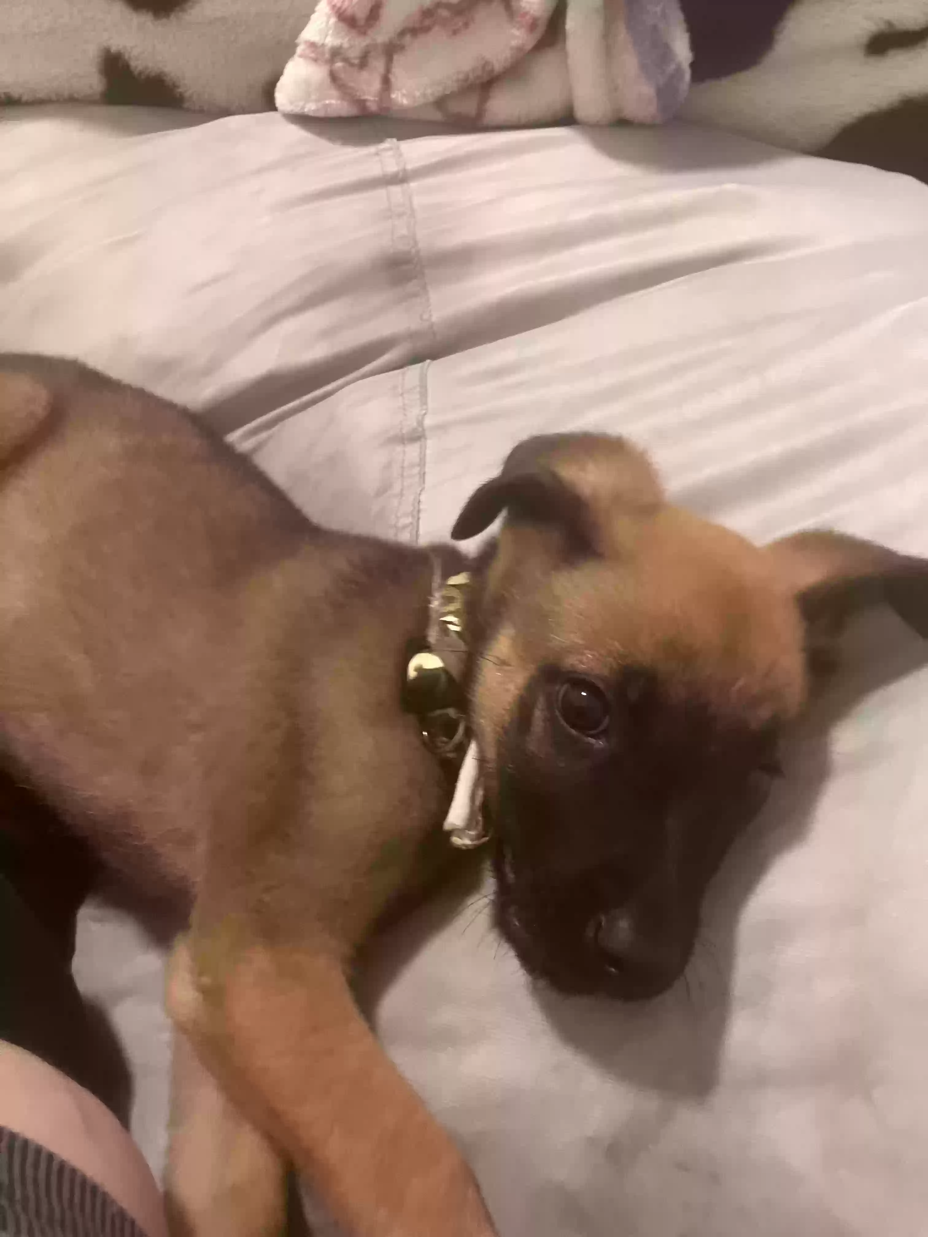 adoptable Dog in Princeton,WV named BEAN