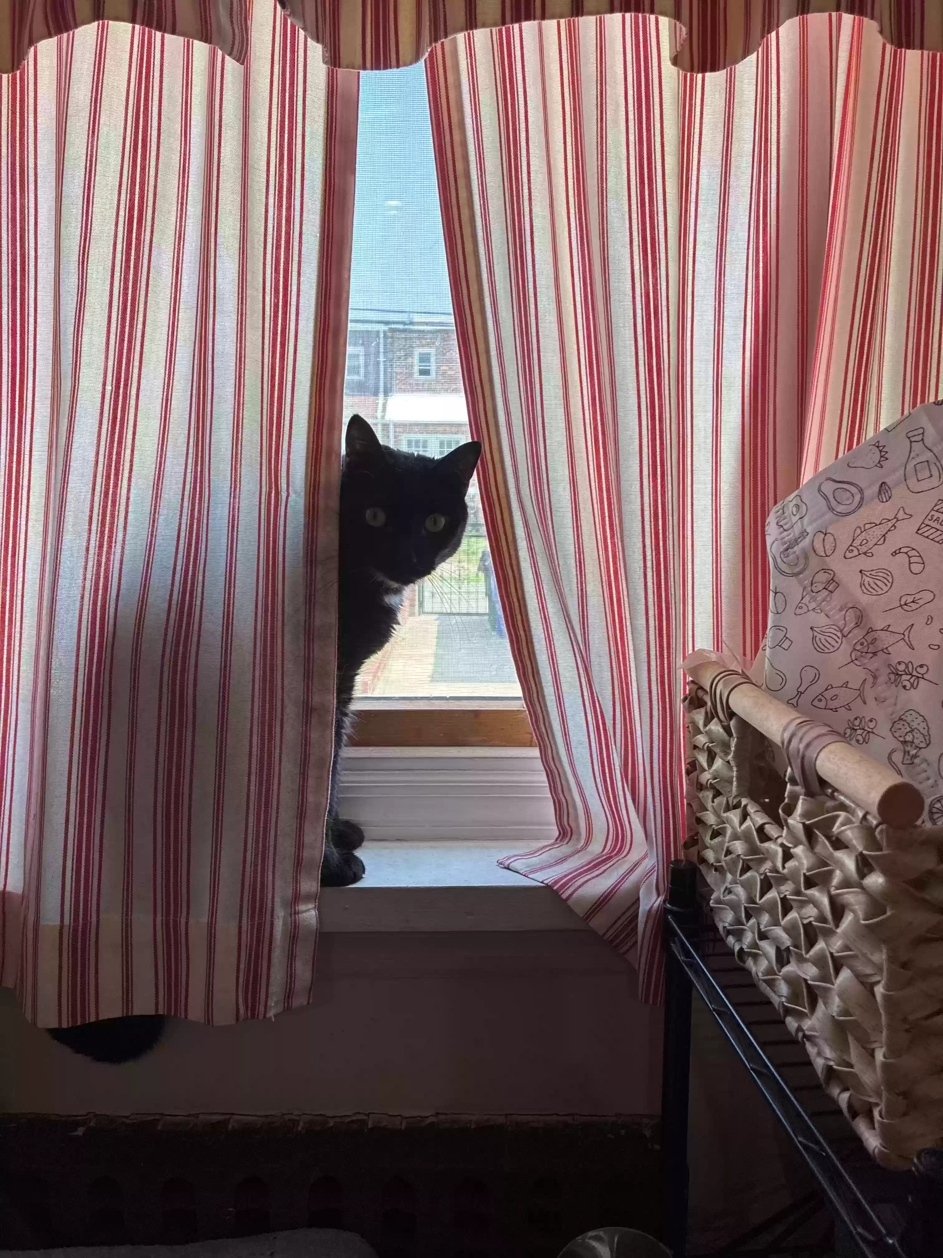 adoptable Cat in Alexandria,VA named Tiki and Shy