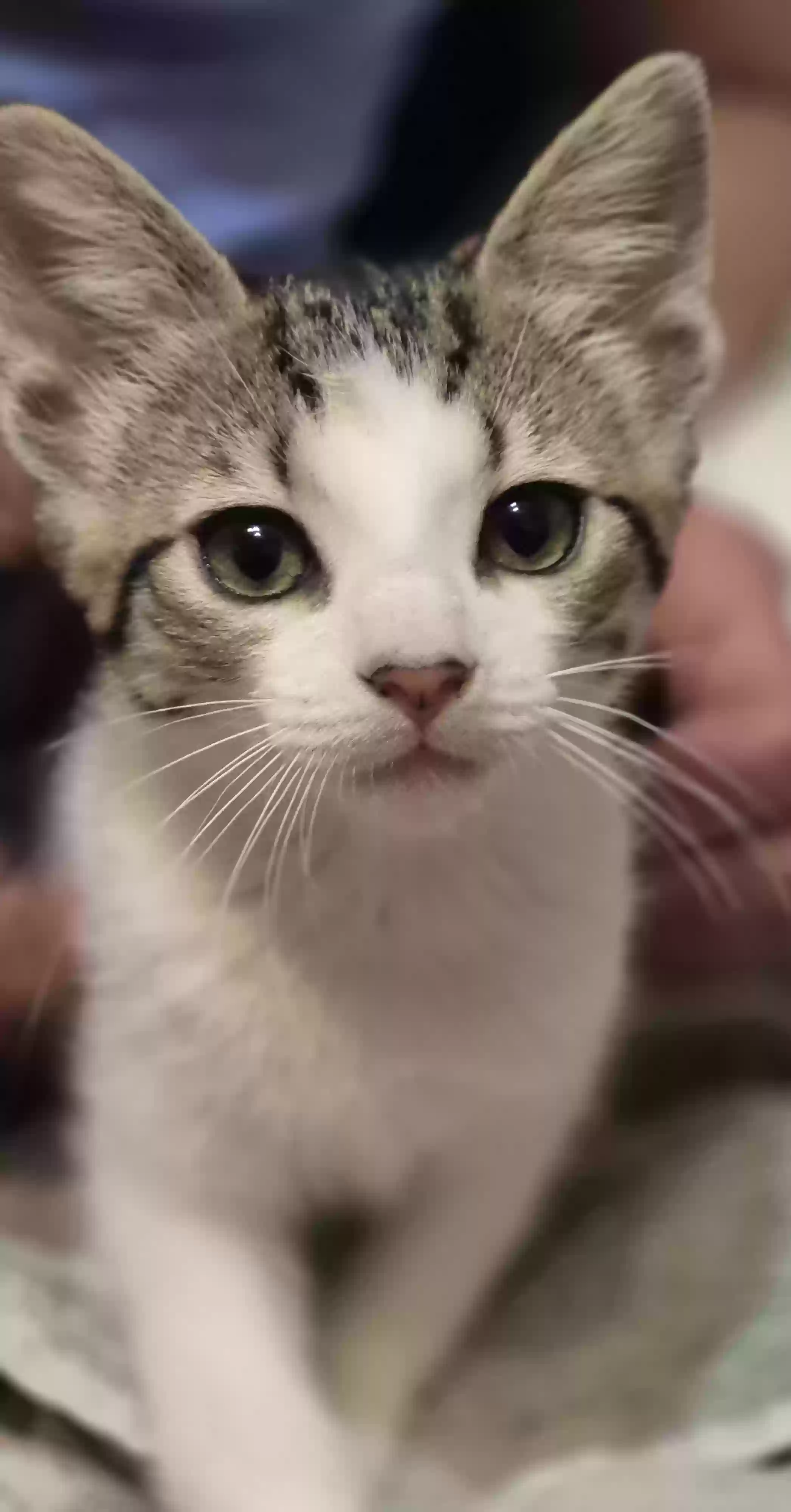 adoptable Cat in Bristol,VA named Princess