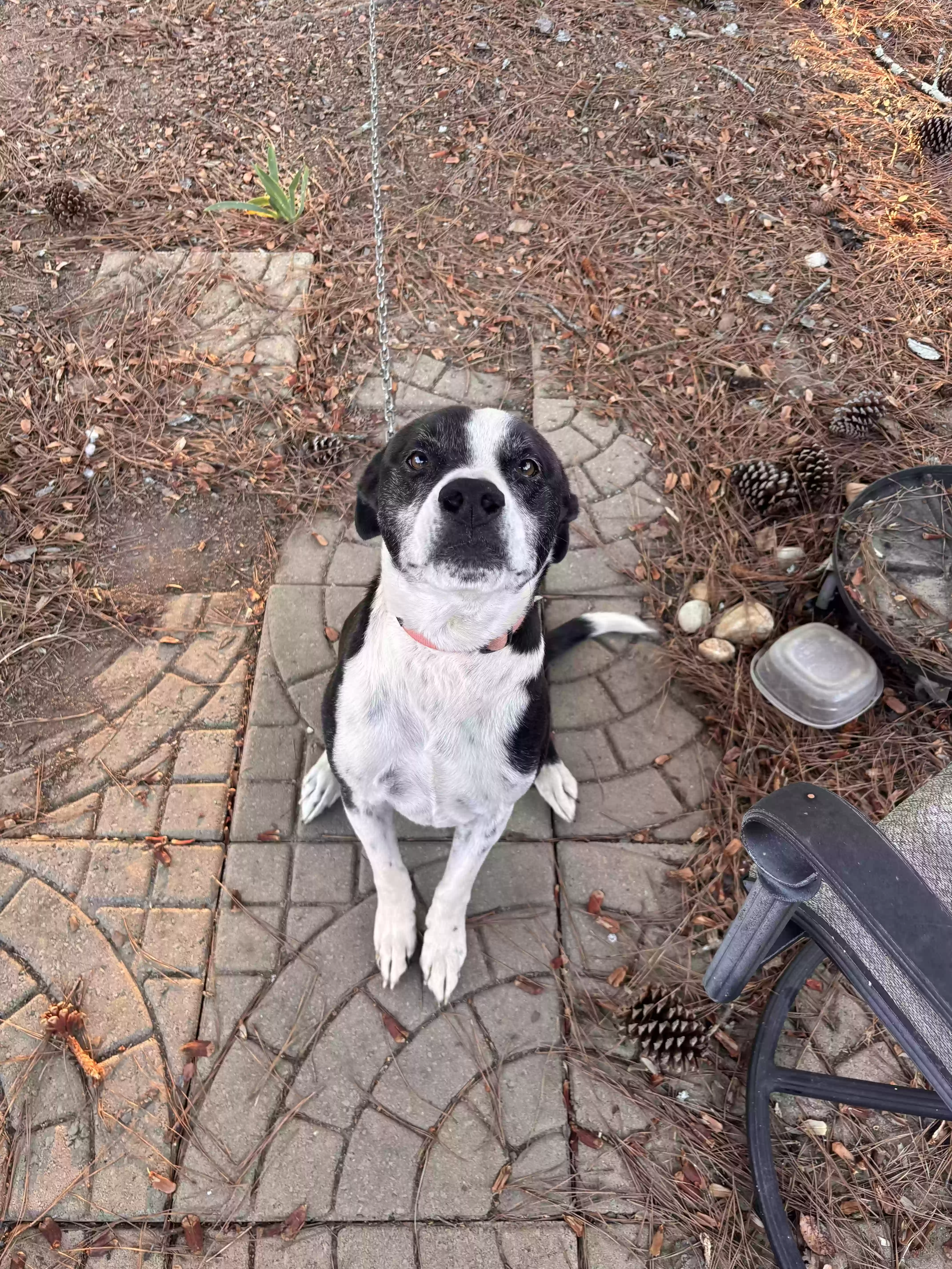adoptable Dog in Conyers,GA named Julio