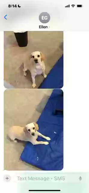 adoptable Dog in Springdale,AR named