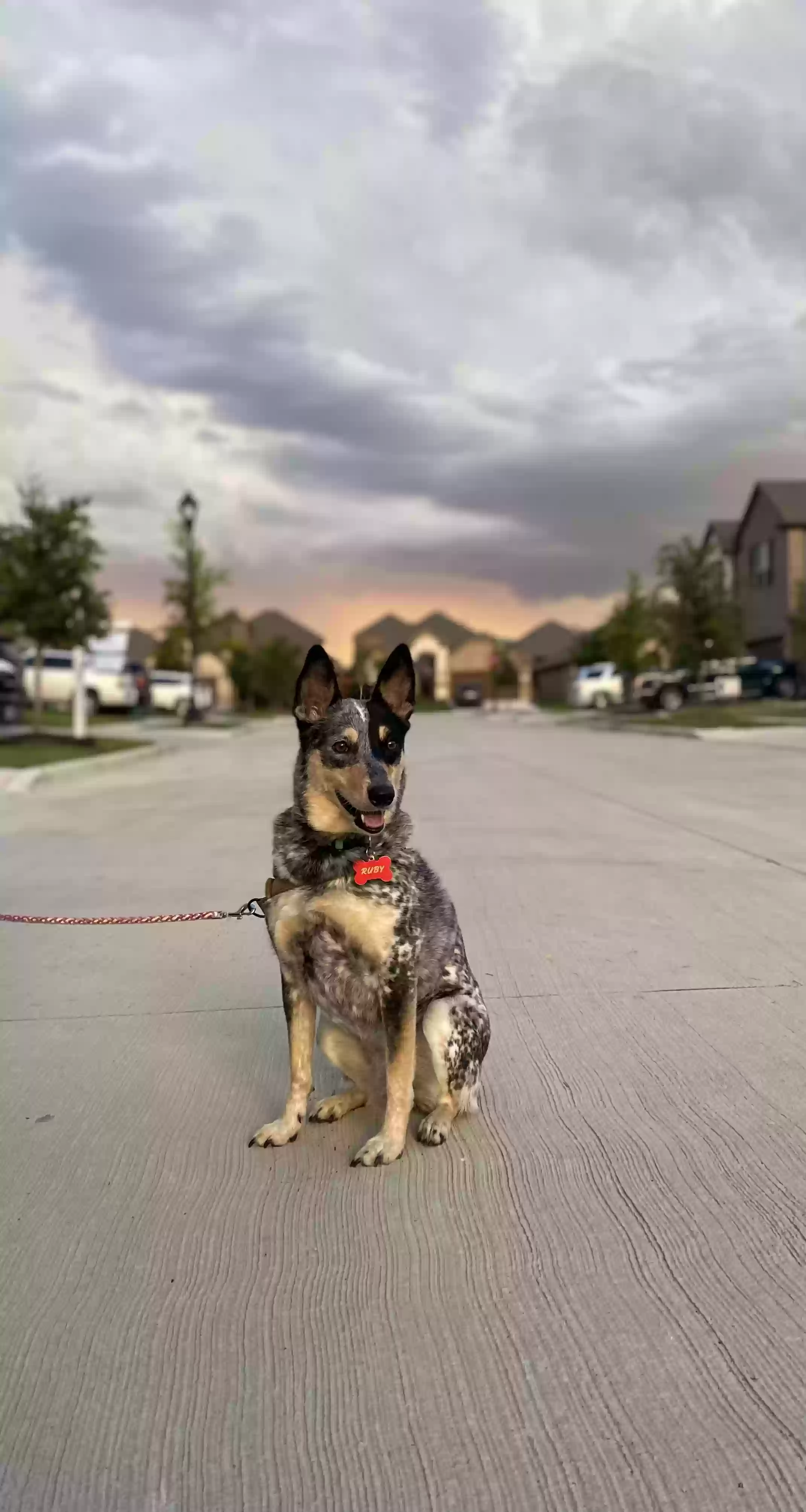 adoptable Dog in Aledo,TX named Ruby