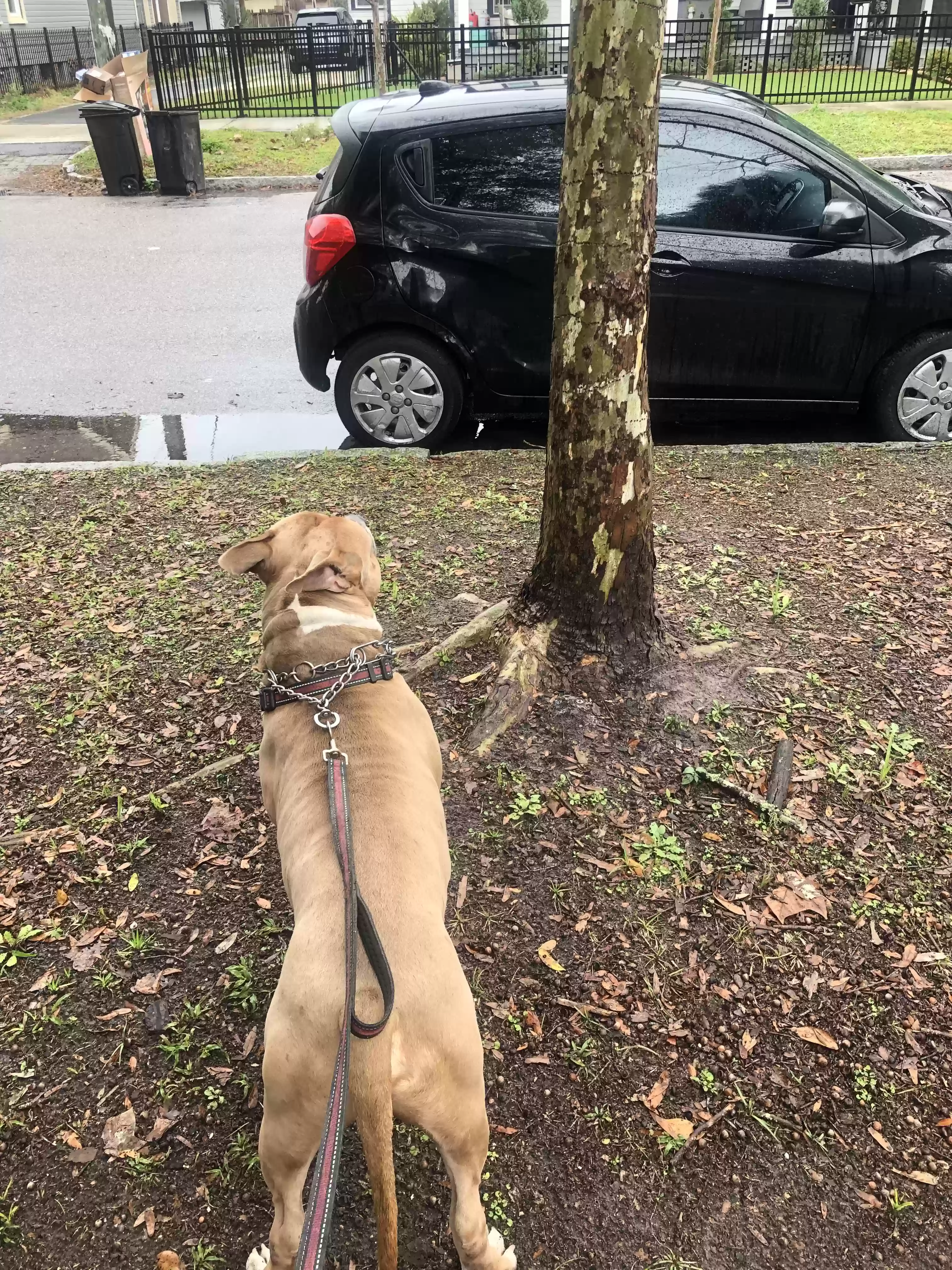 adoptable Dog in Kingston,GA named Kratos