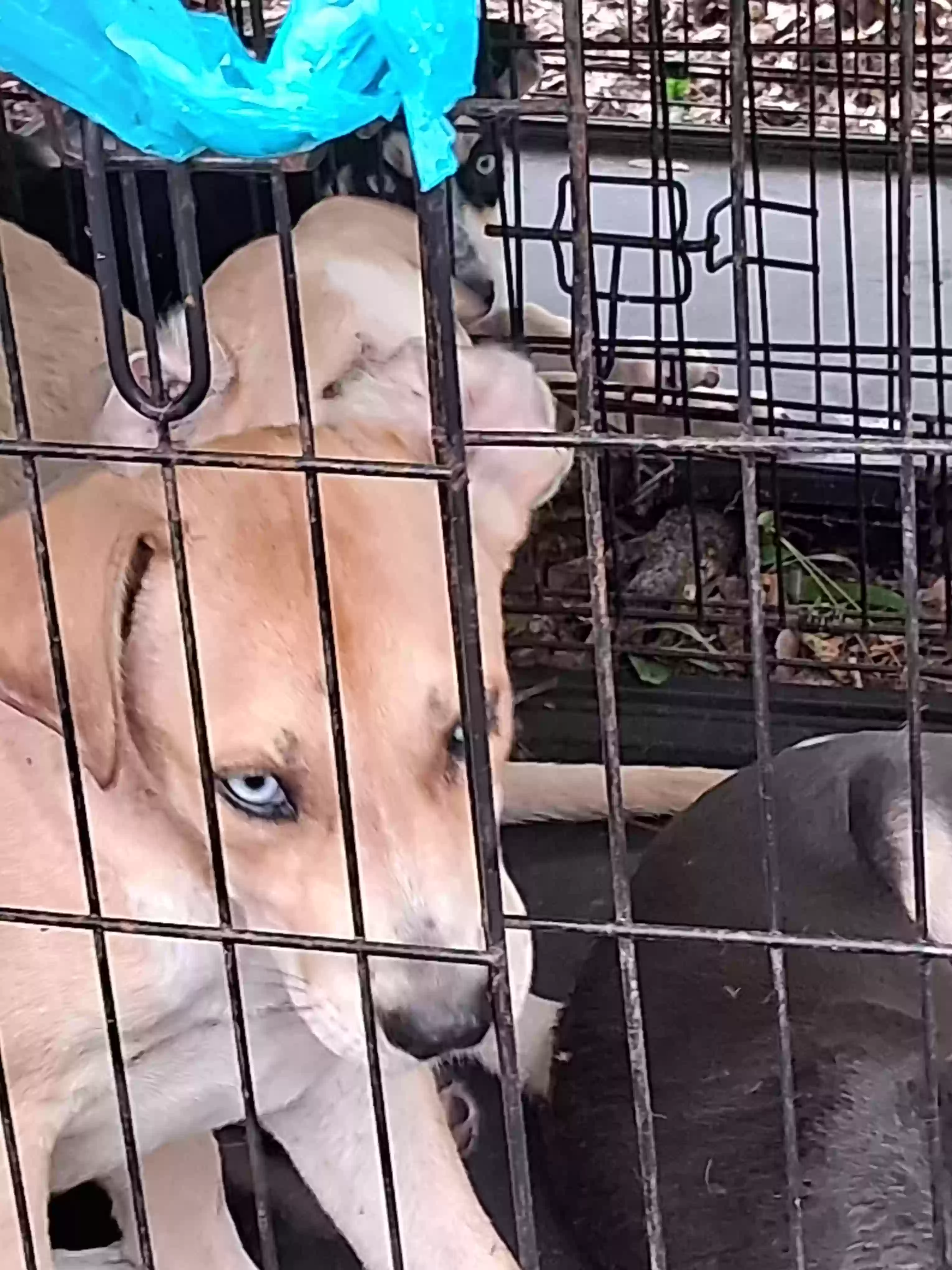 adoptable Dog in Statesboro,GA named Roscoe