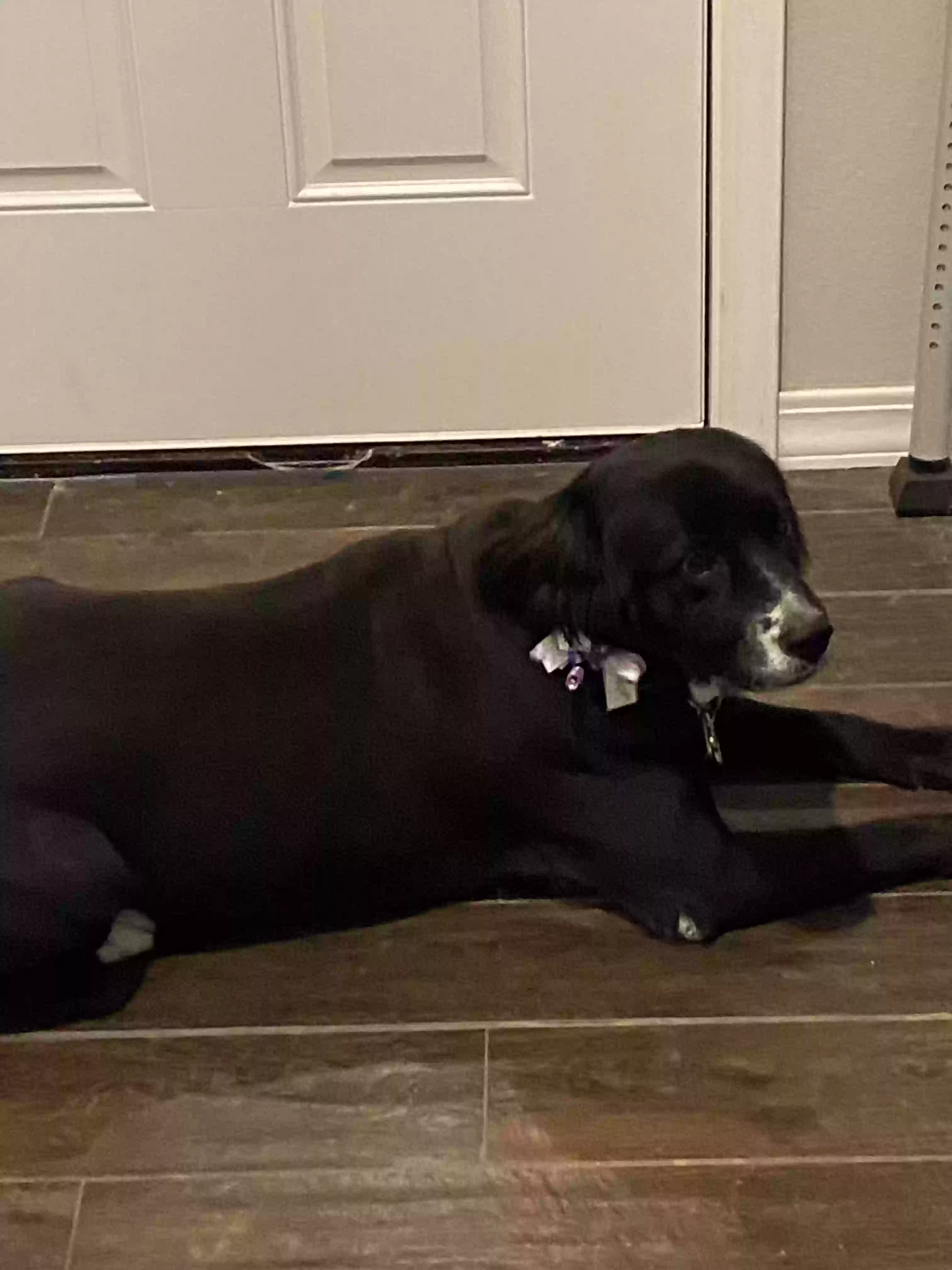 adoptable Dog in Hulbert,OK named Holly
