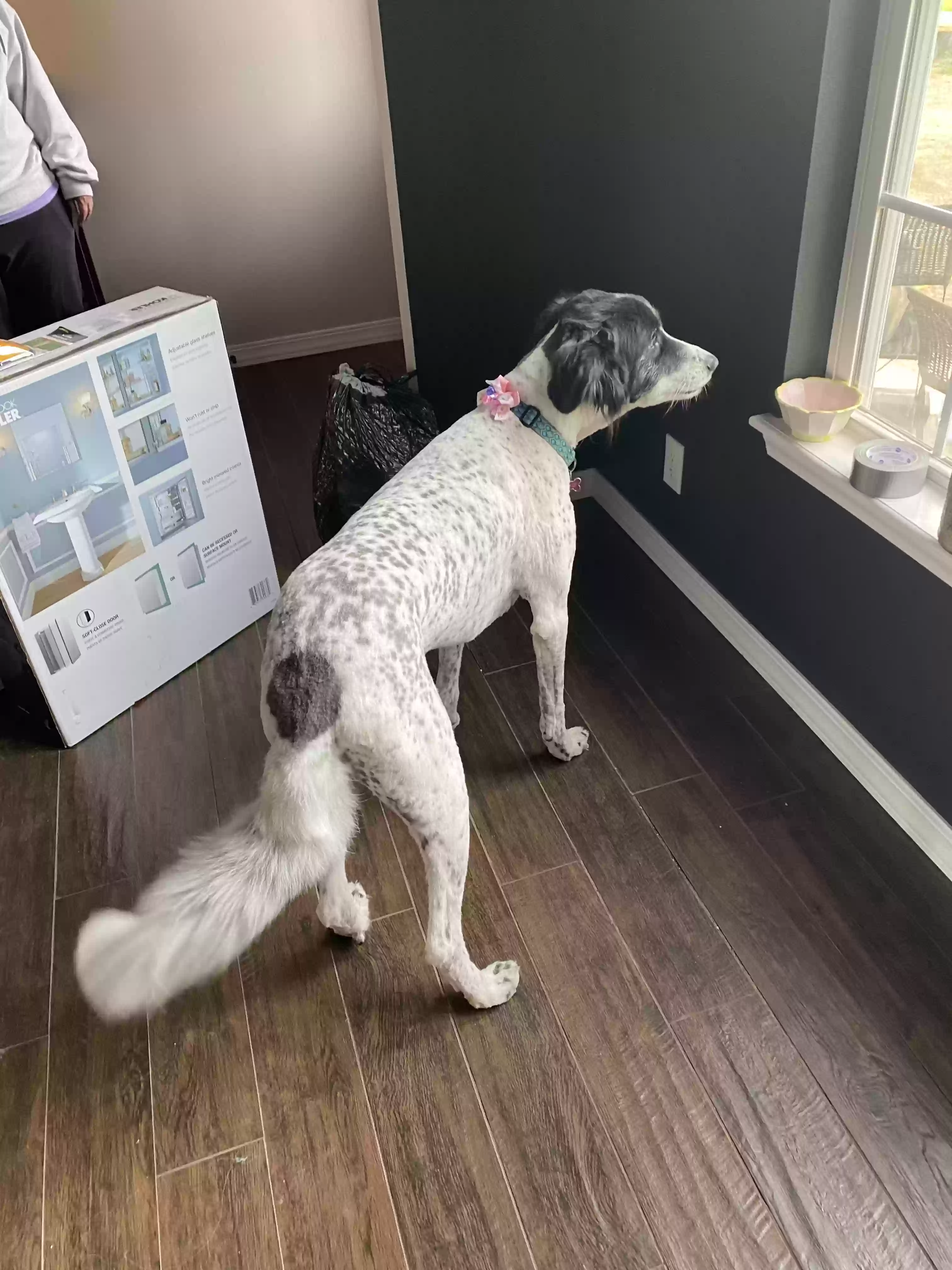 adoptable Dog in Hulbert,OK named Indy