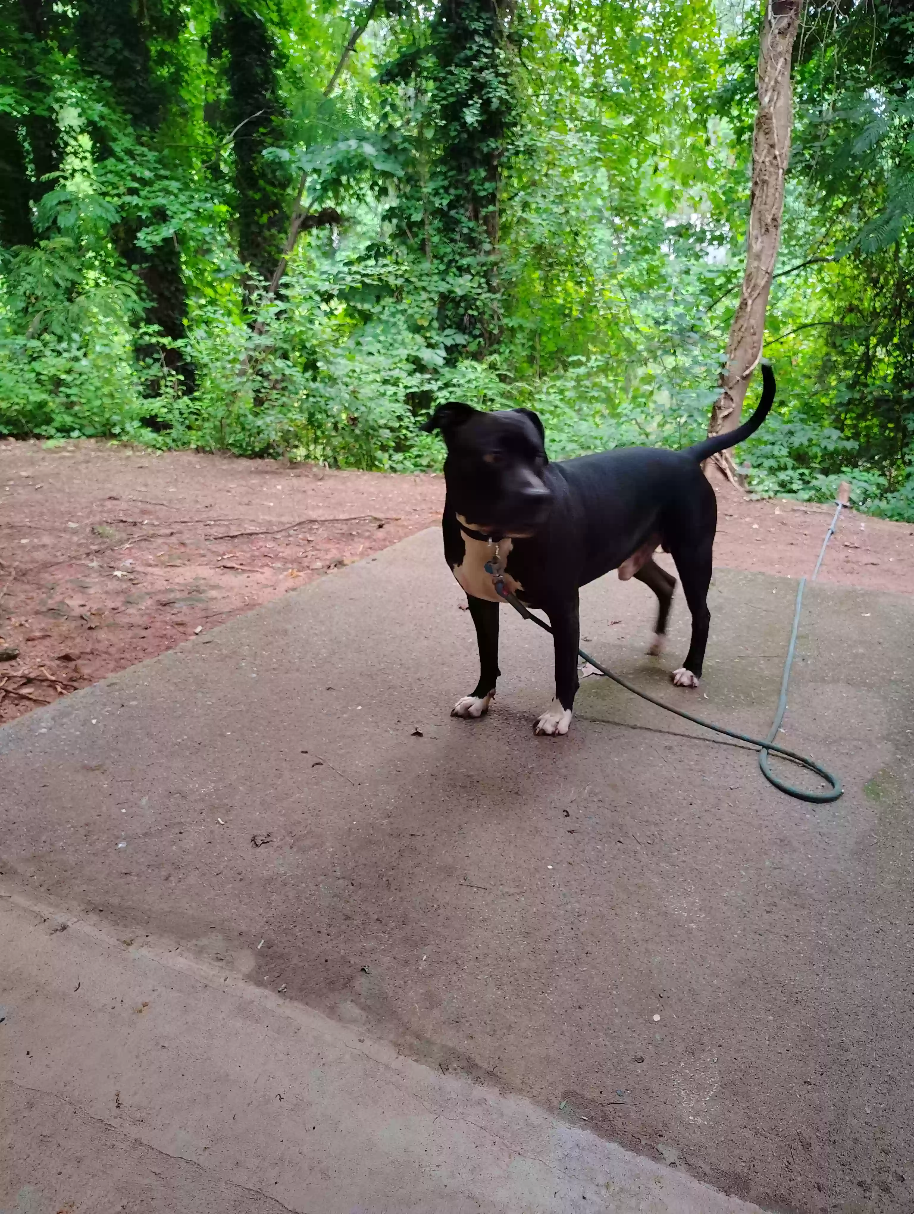 adoptable Dog in Atlanta,GA named Ziggy