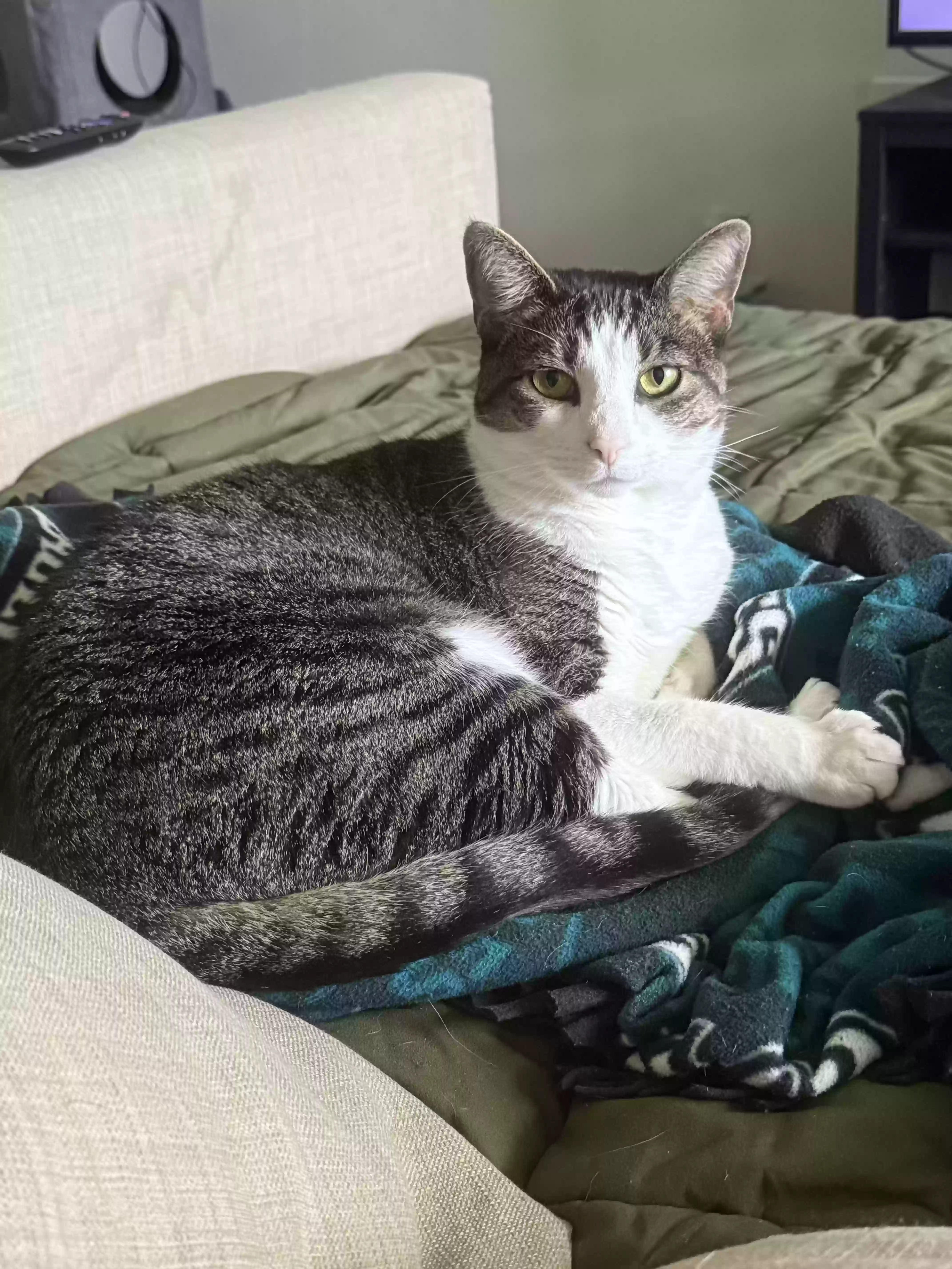 adoptable Cat in Prosper,TX named Feyre