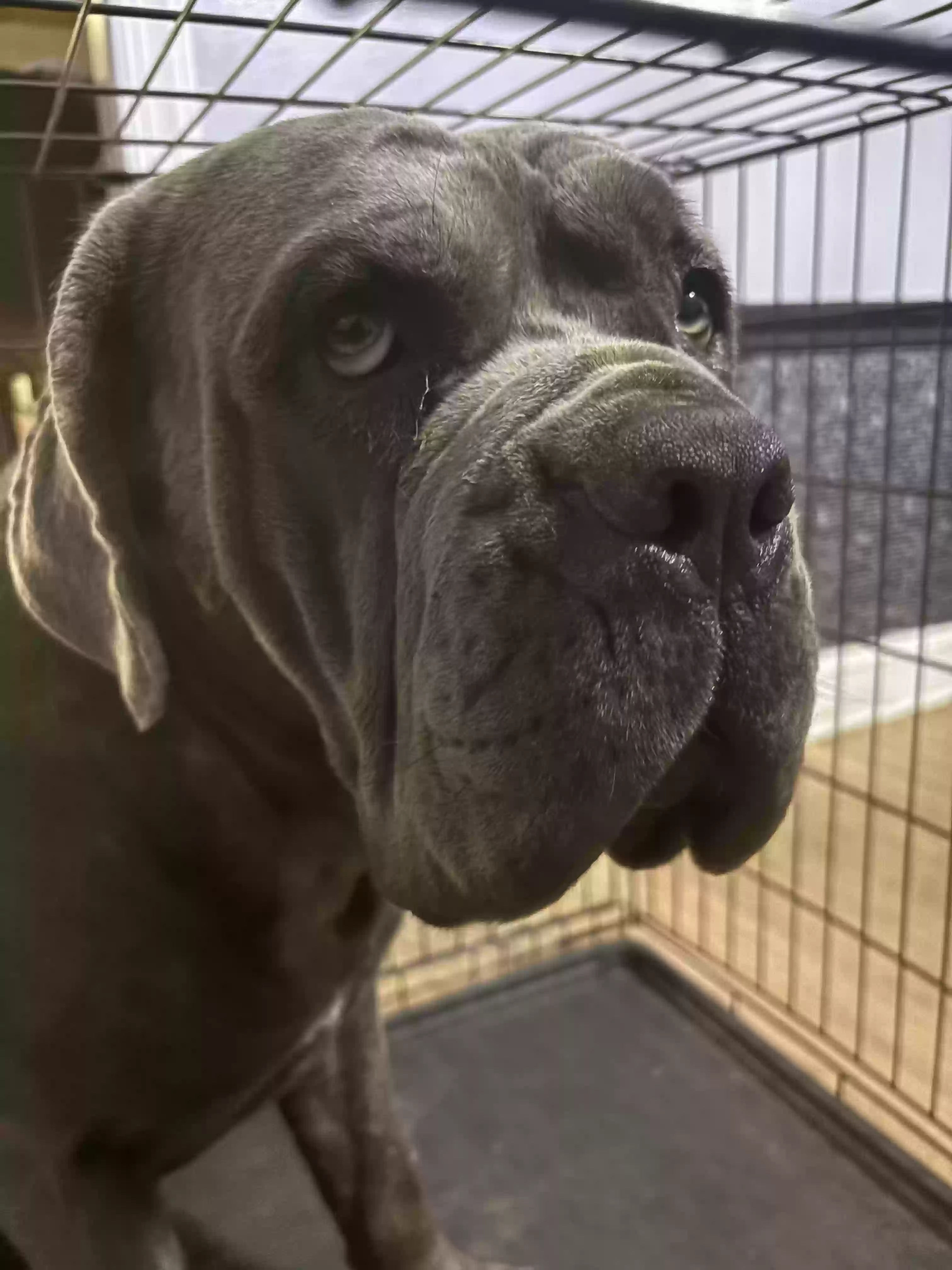 adoptable Dog in Willingboro,NJ named Thor