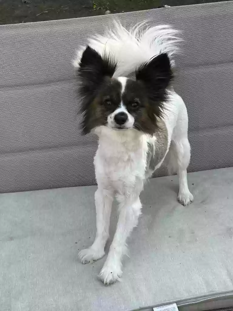 adoptable Dog in Fairfield,CT named Gizmo
