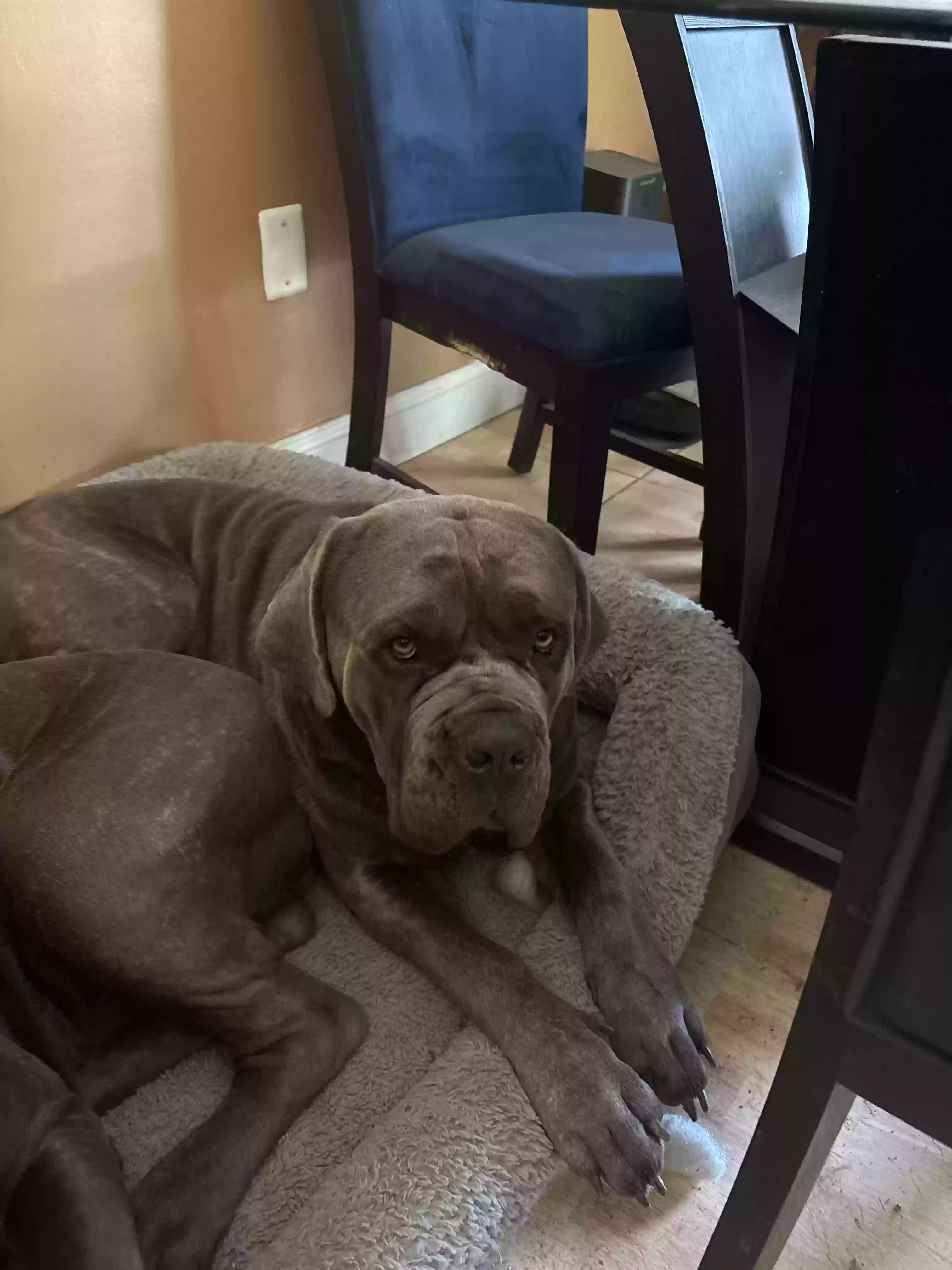 adoptable Dog in Willingboro,NJ named Loki