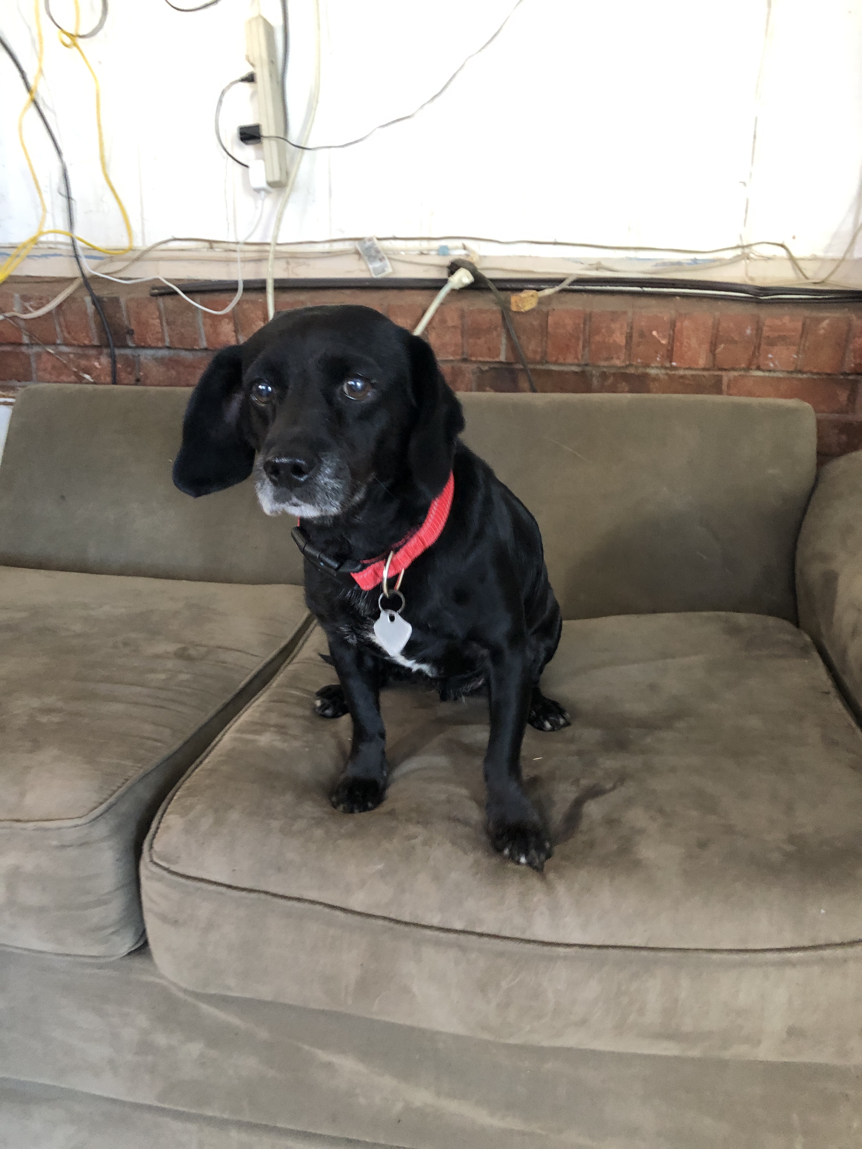 adoptable Dog in Ashford,AL named MAX