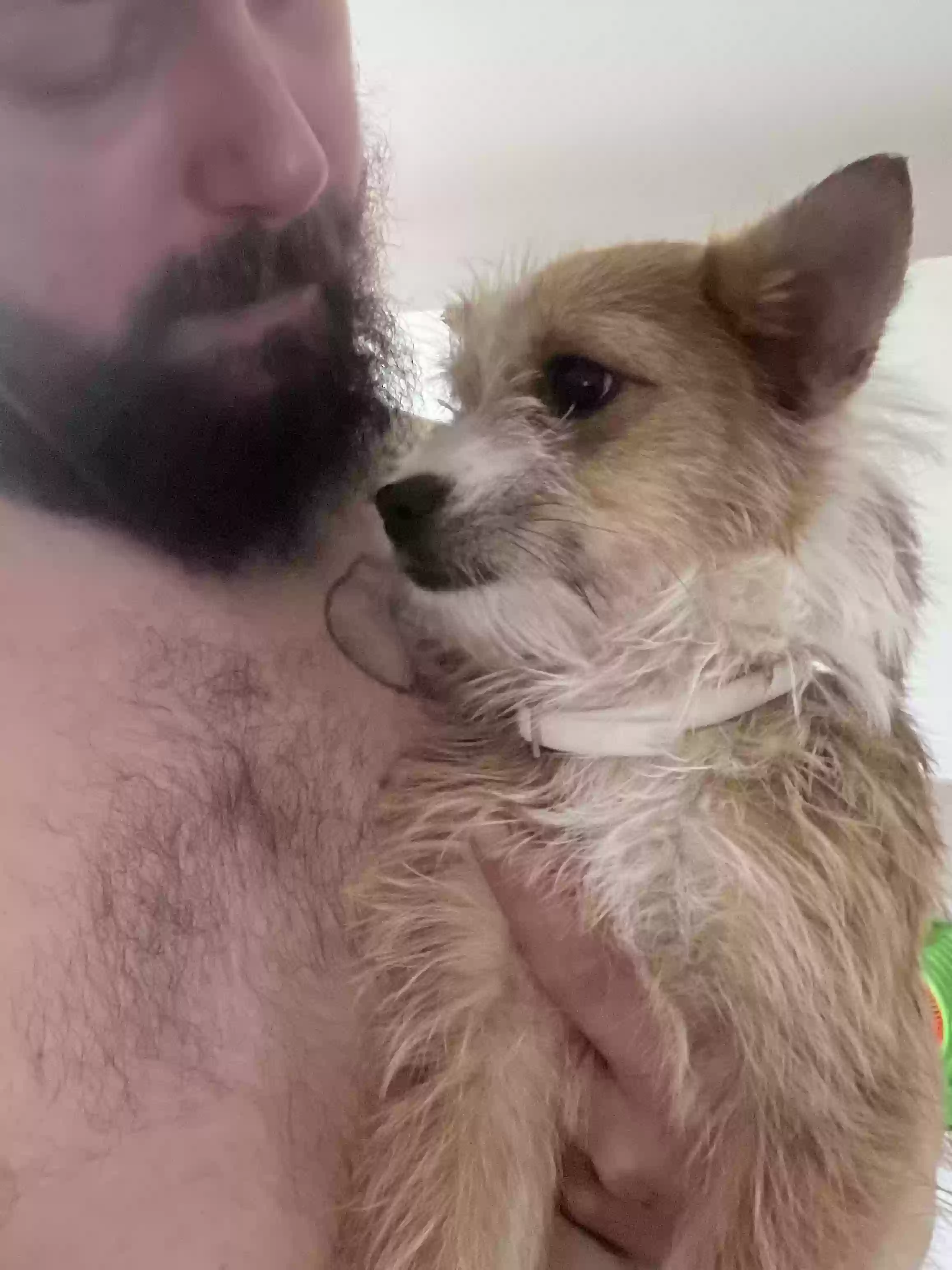 adoptable Dog in Reidsville,NC named Bingo