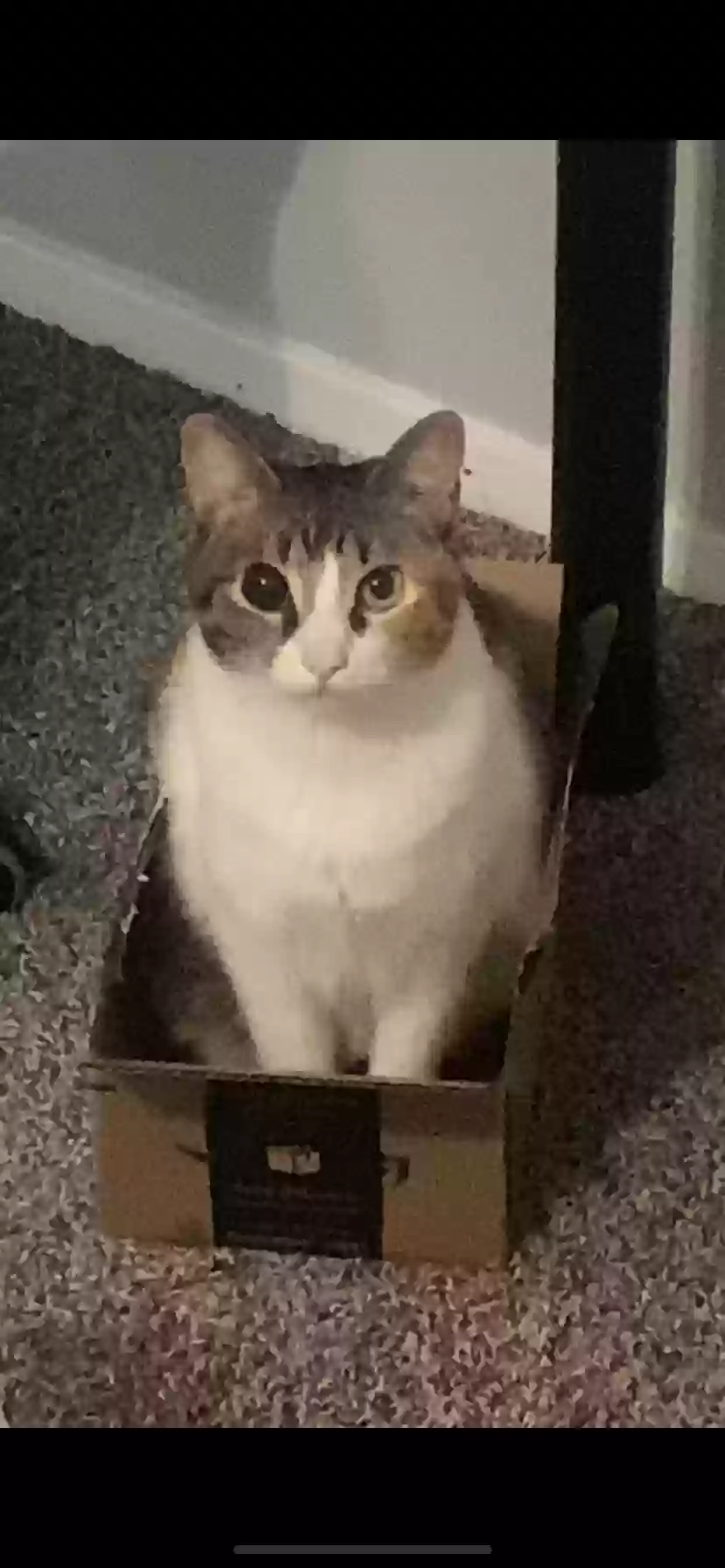 adoptable Cat in Dallas,TX named Donut The Duck