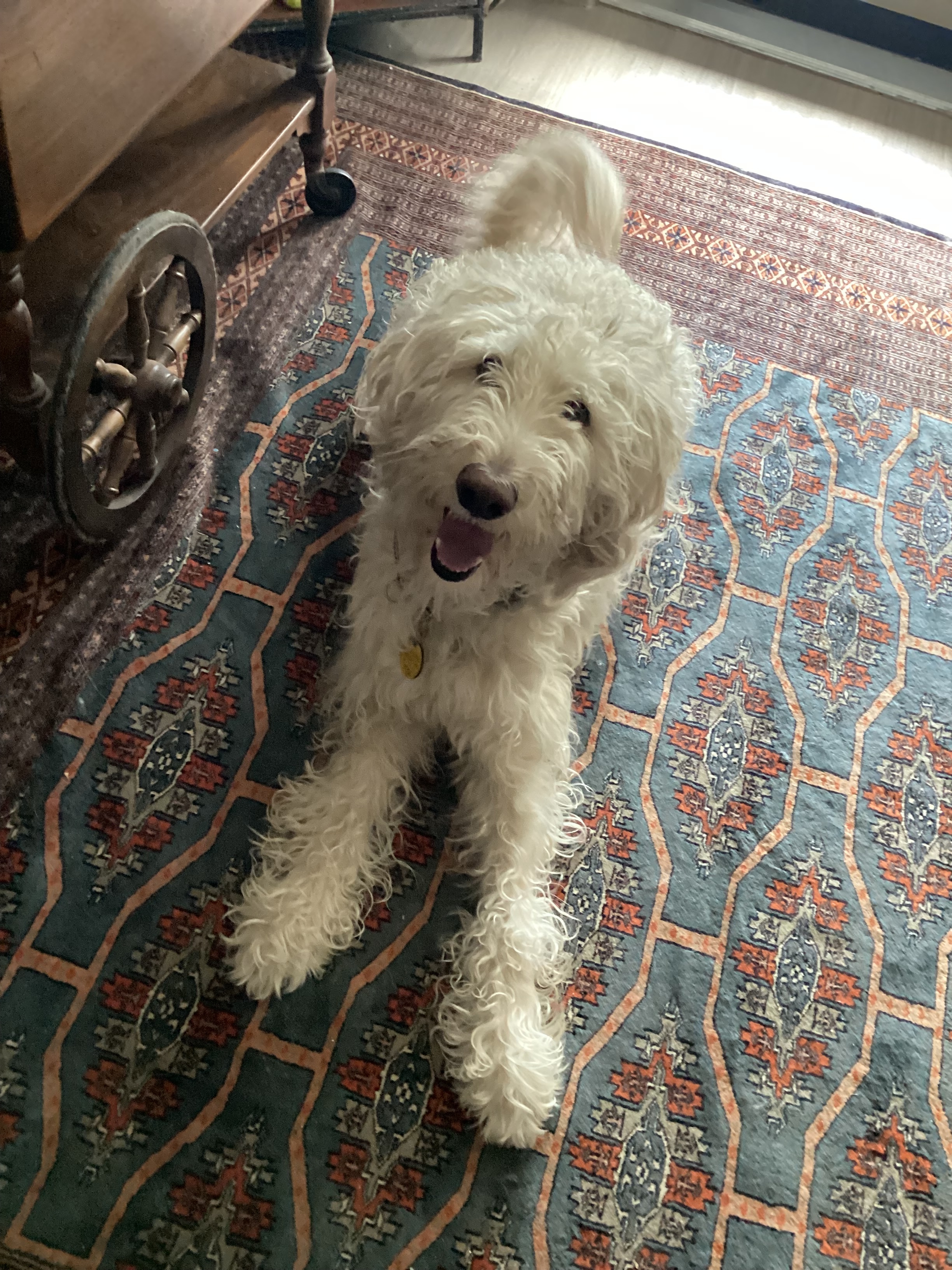 adoptable Dog in Littleton,CO named Rudy