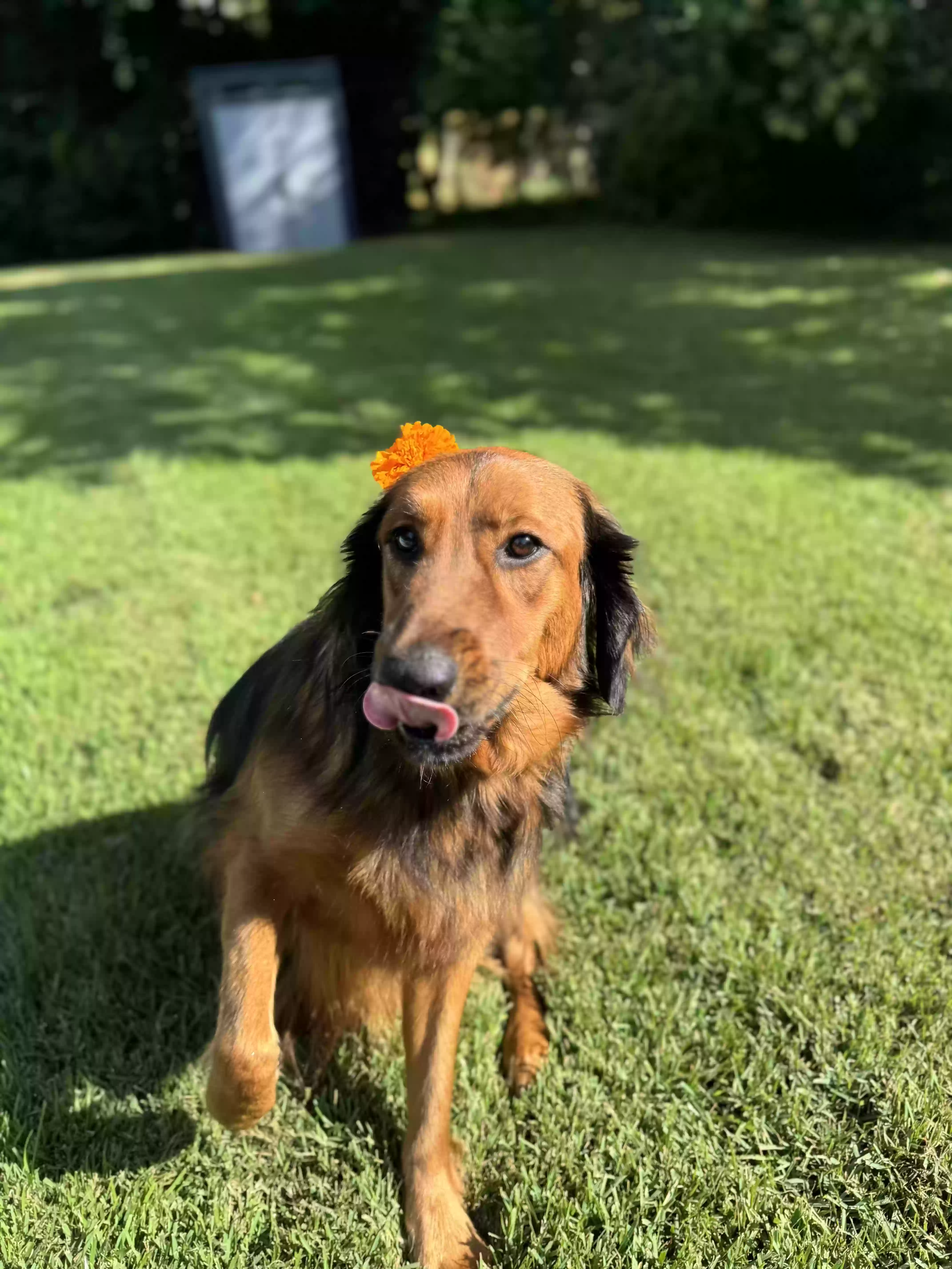 adoptable Dog in Columbia,SC named Fern