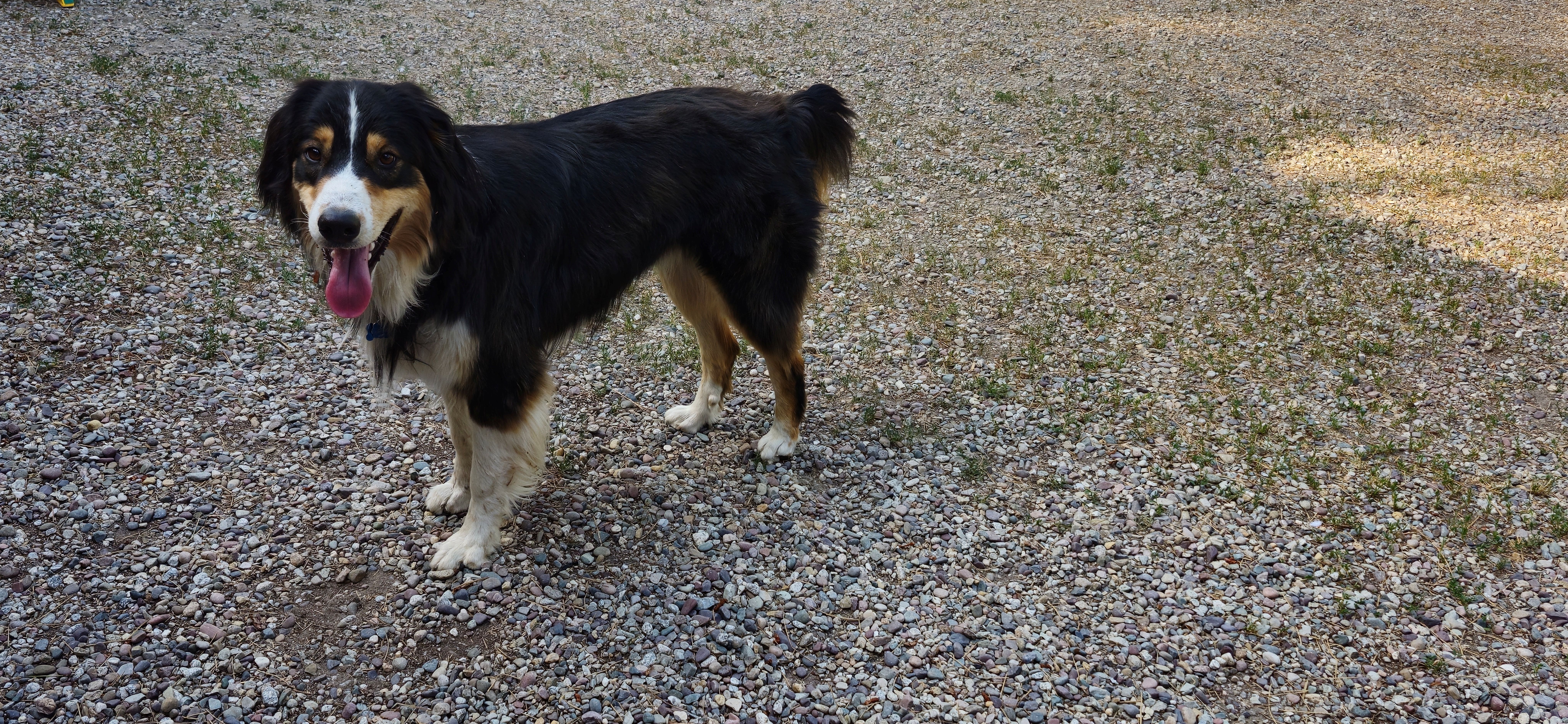 adoptable Dog in Victor,MT named Taz