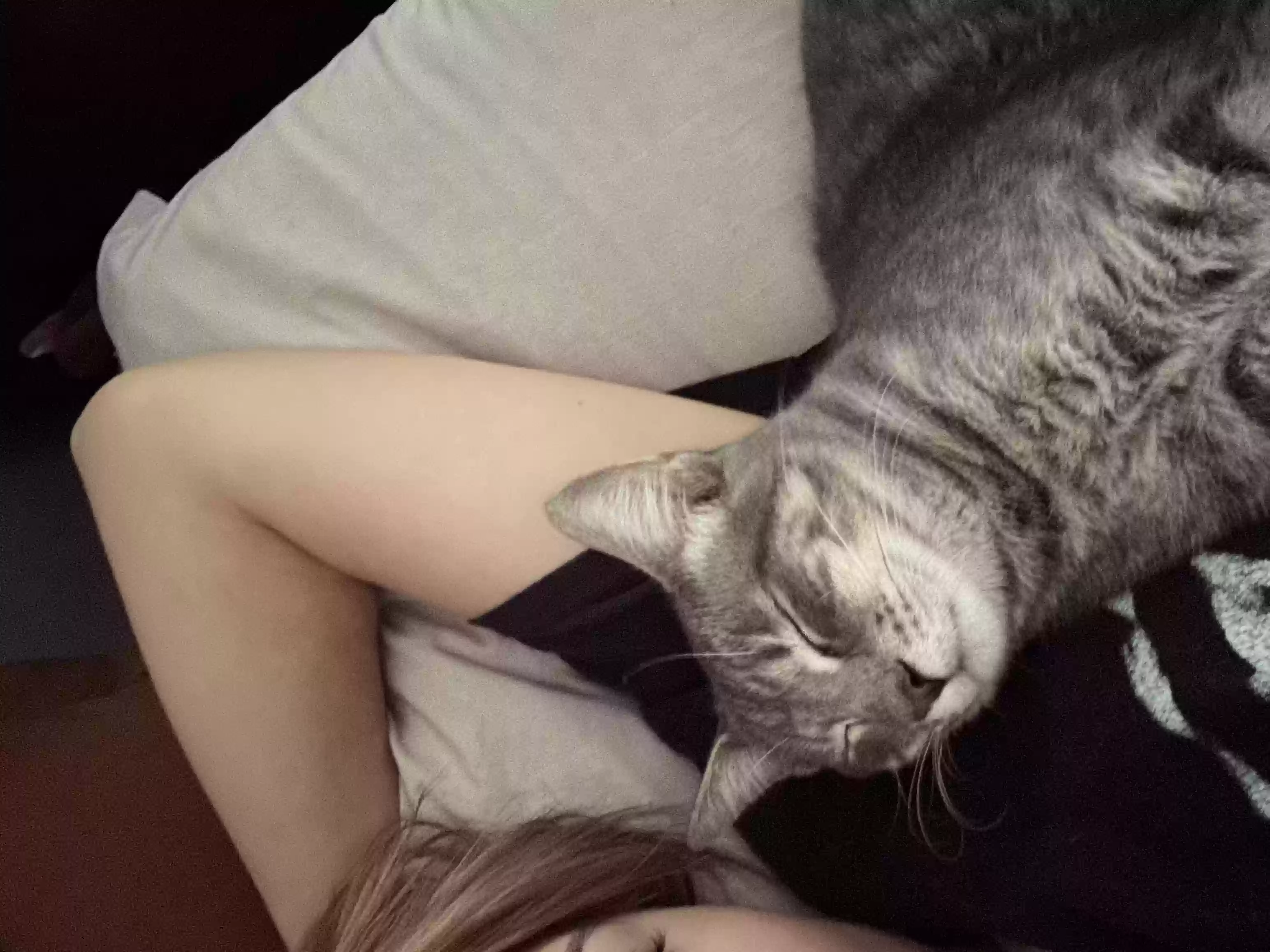 adoptable Cat in Lowell,MI named Gojo