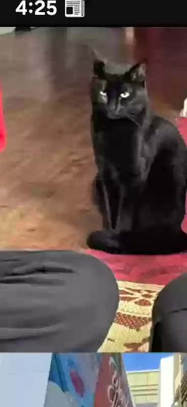 adoptable Cat in Dallas,TX named Yuki