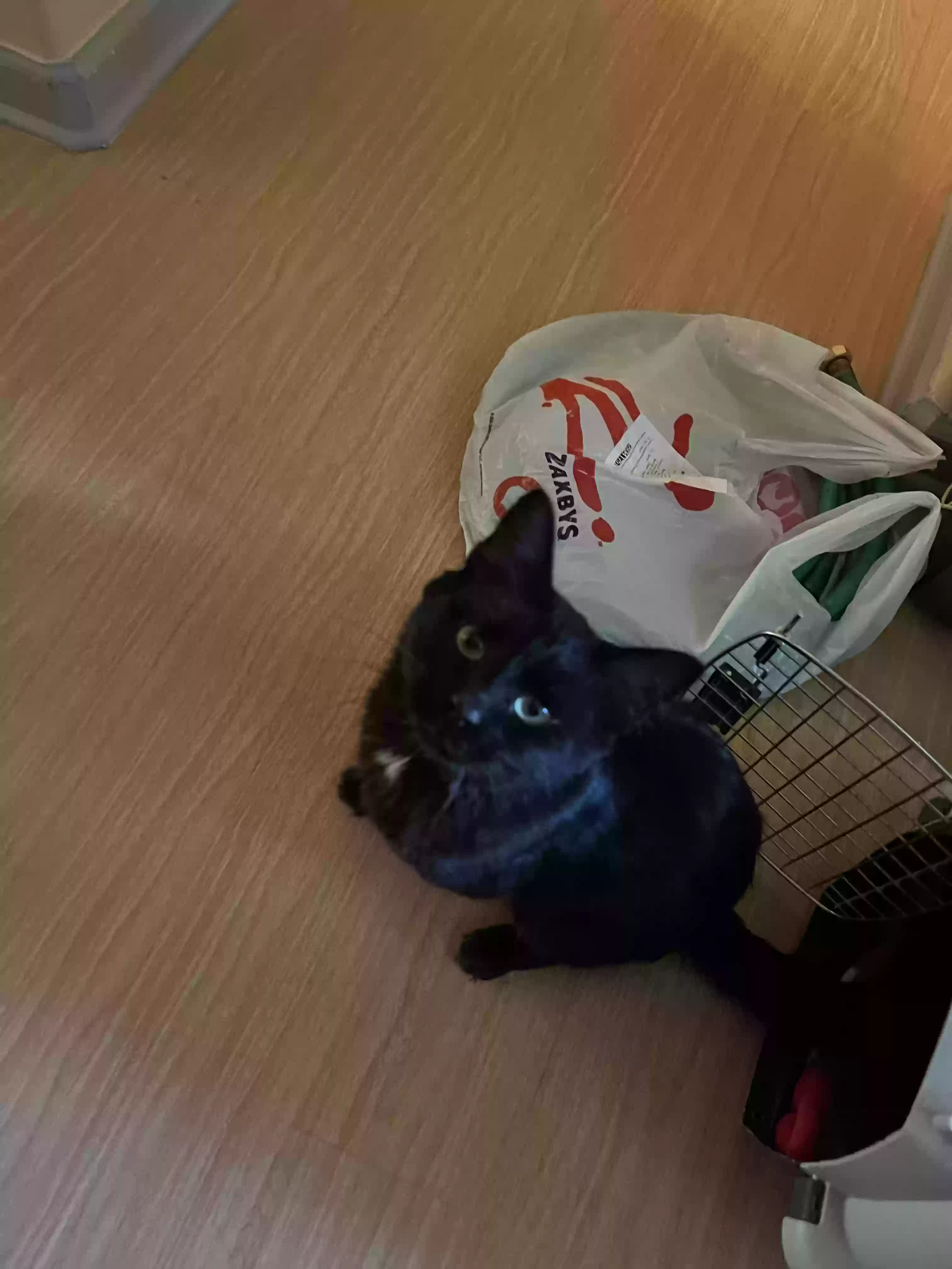 adoptable Cat in Cary,NC named Lemonhead