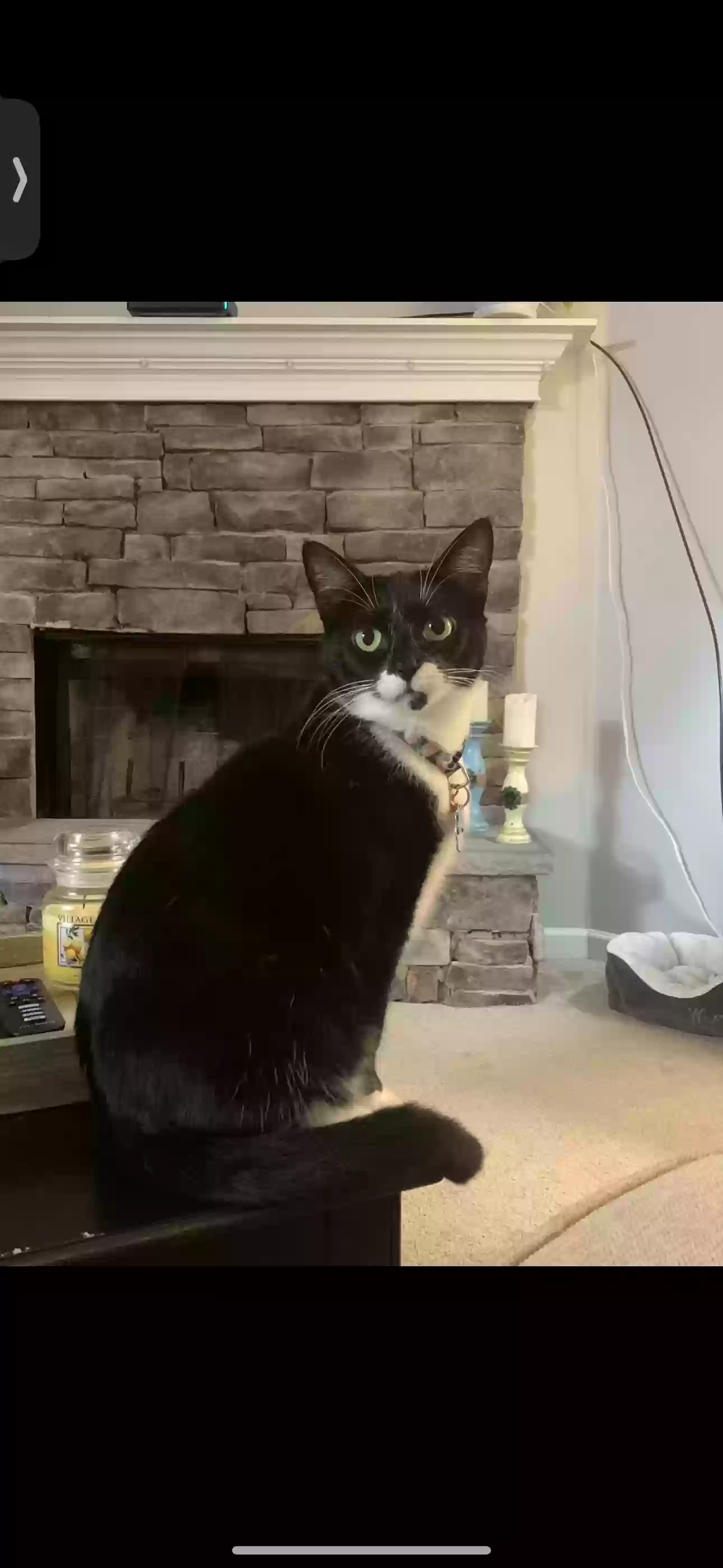 adoptable Cat in Grayson,GA named Bonnie
