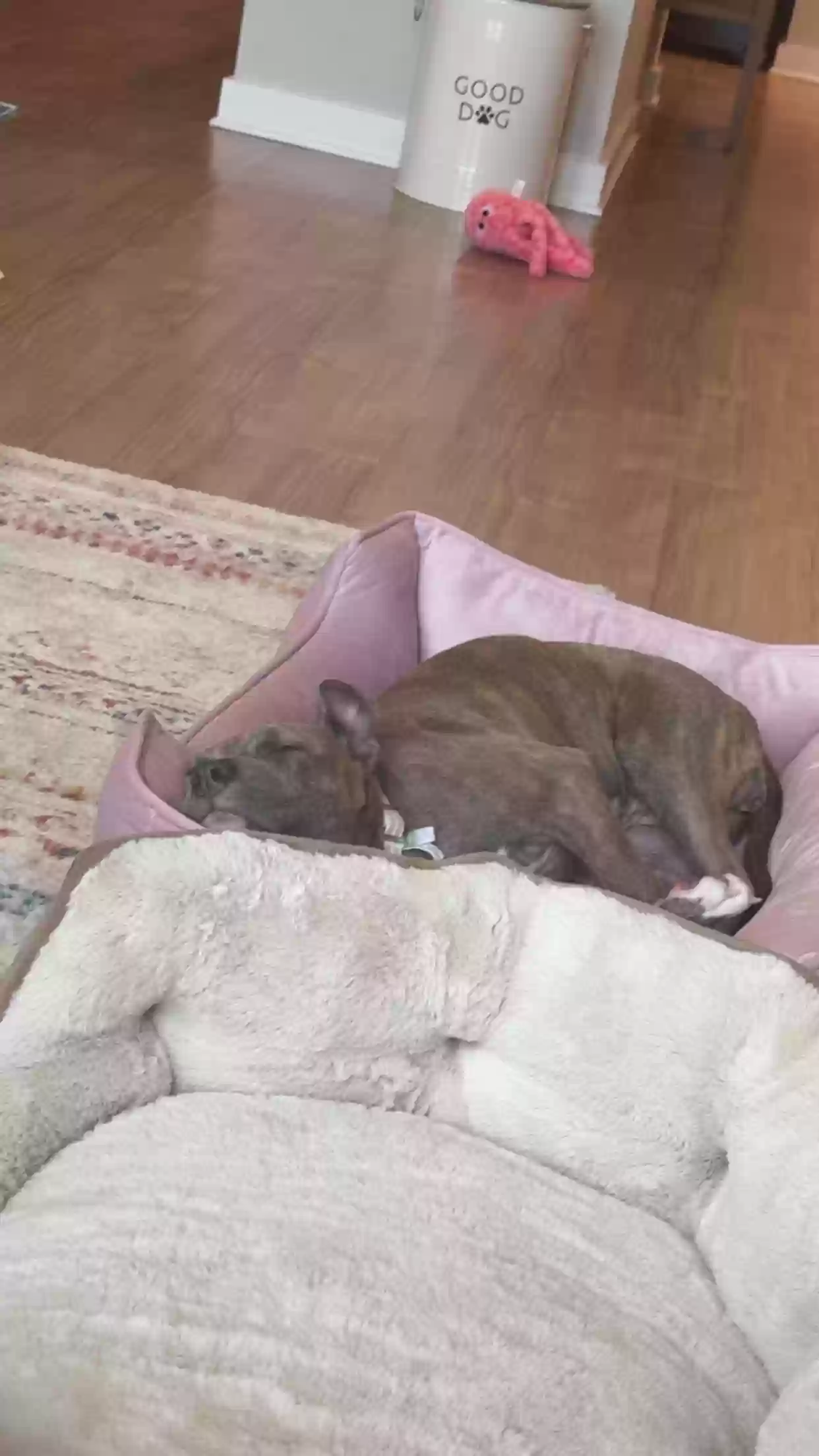 adoptable Dog in Acworth,GA named Brin