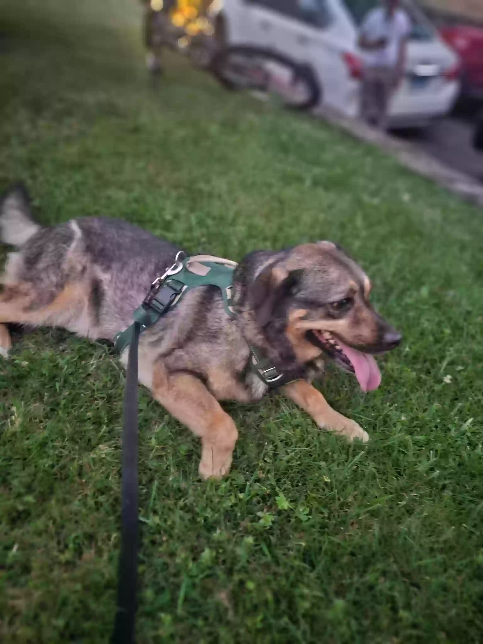 adoptable Dog in New Britain,CT named Athena