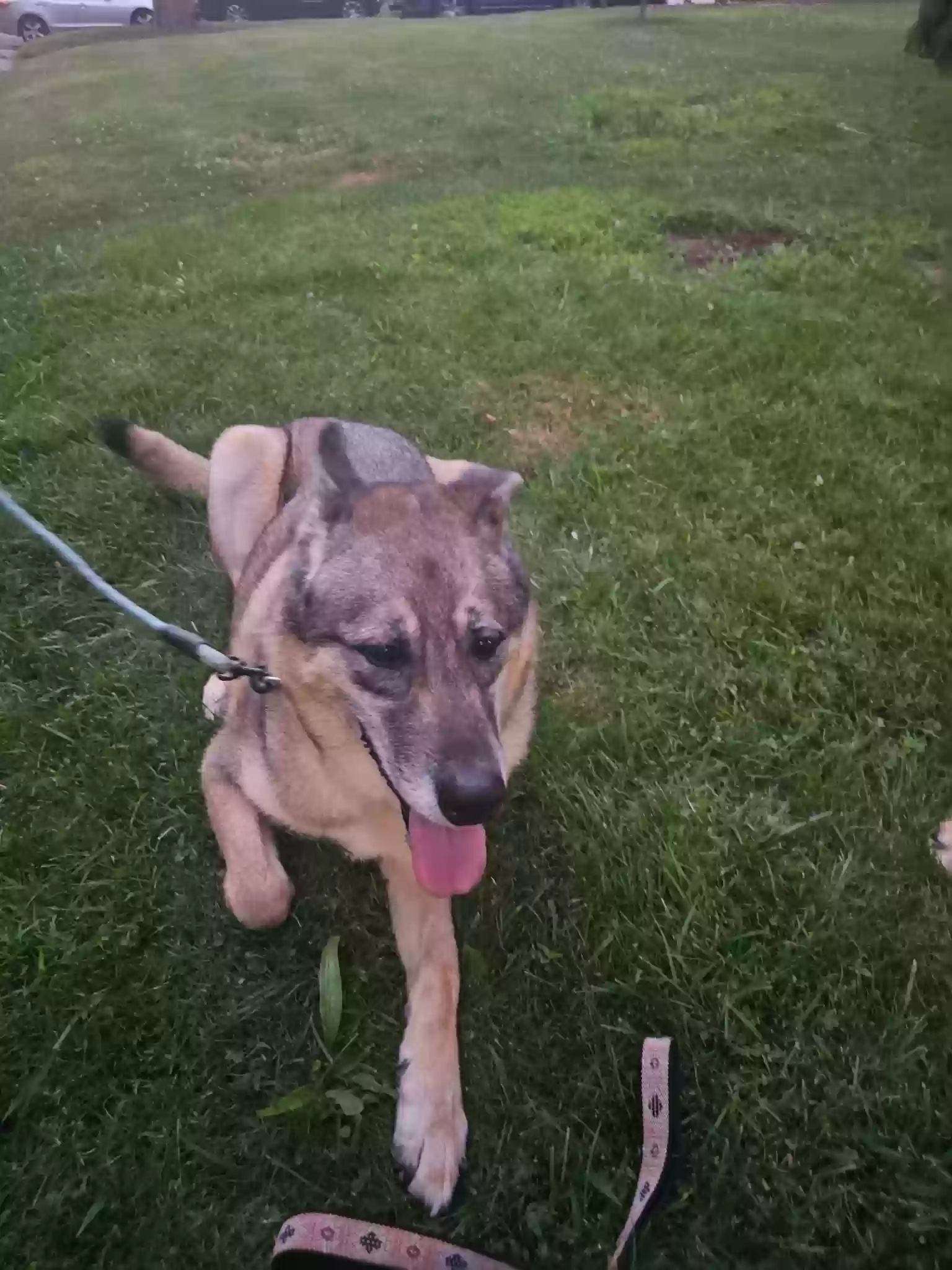 adoptable Dog in New Britain,CT named Apollo