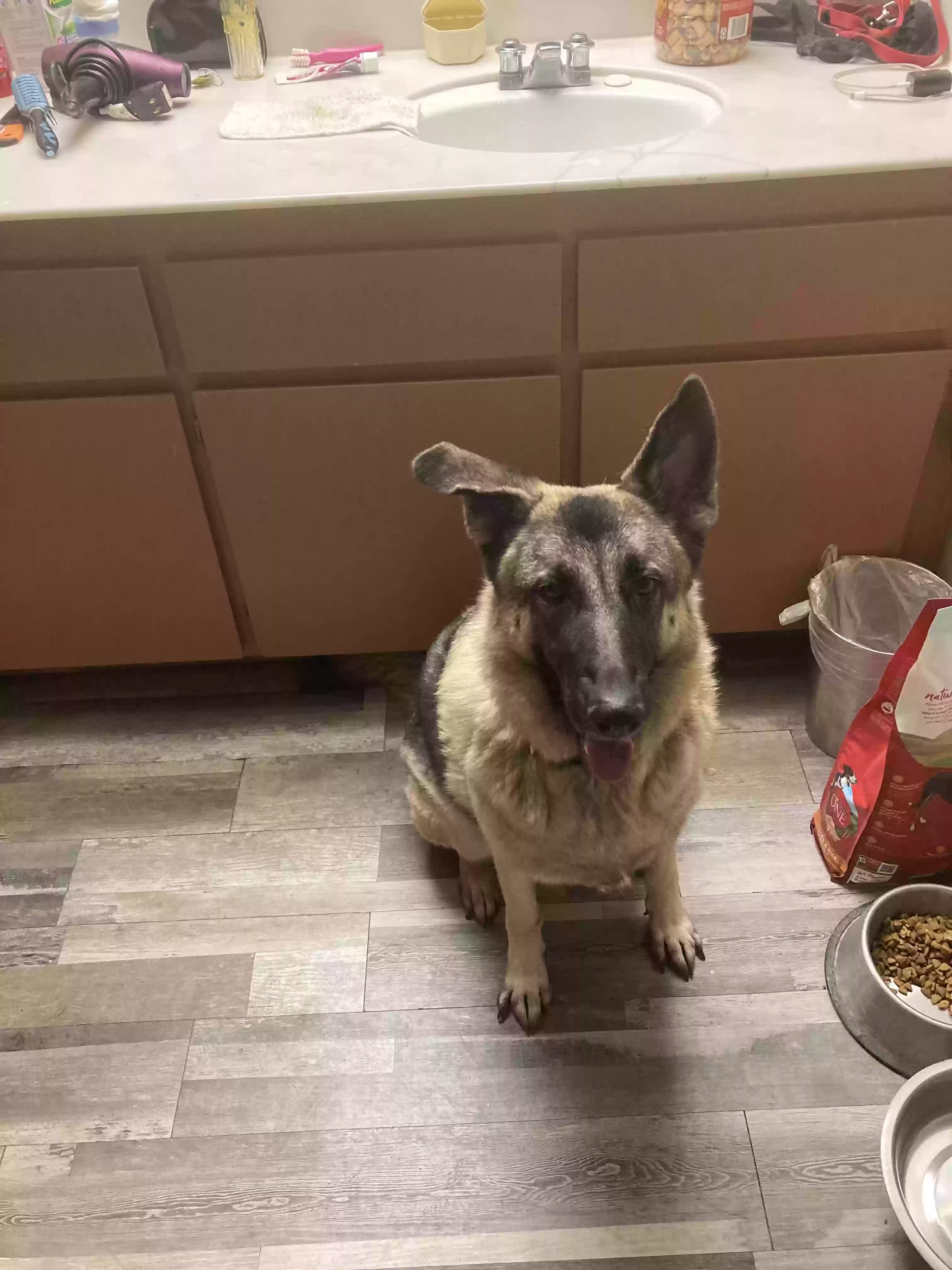 adoptable Dog in Apple Valley,CA named Luka