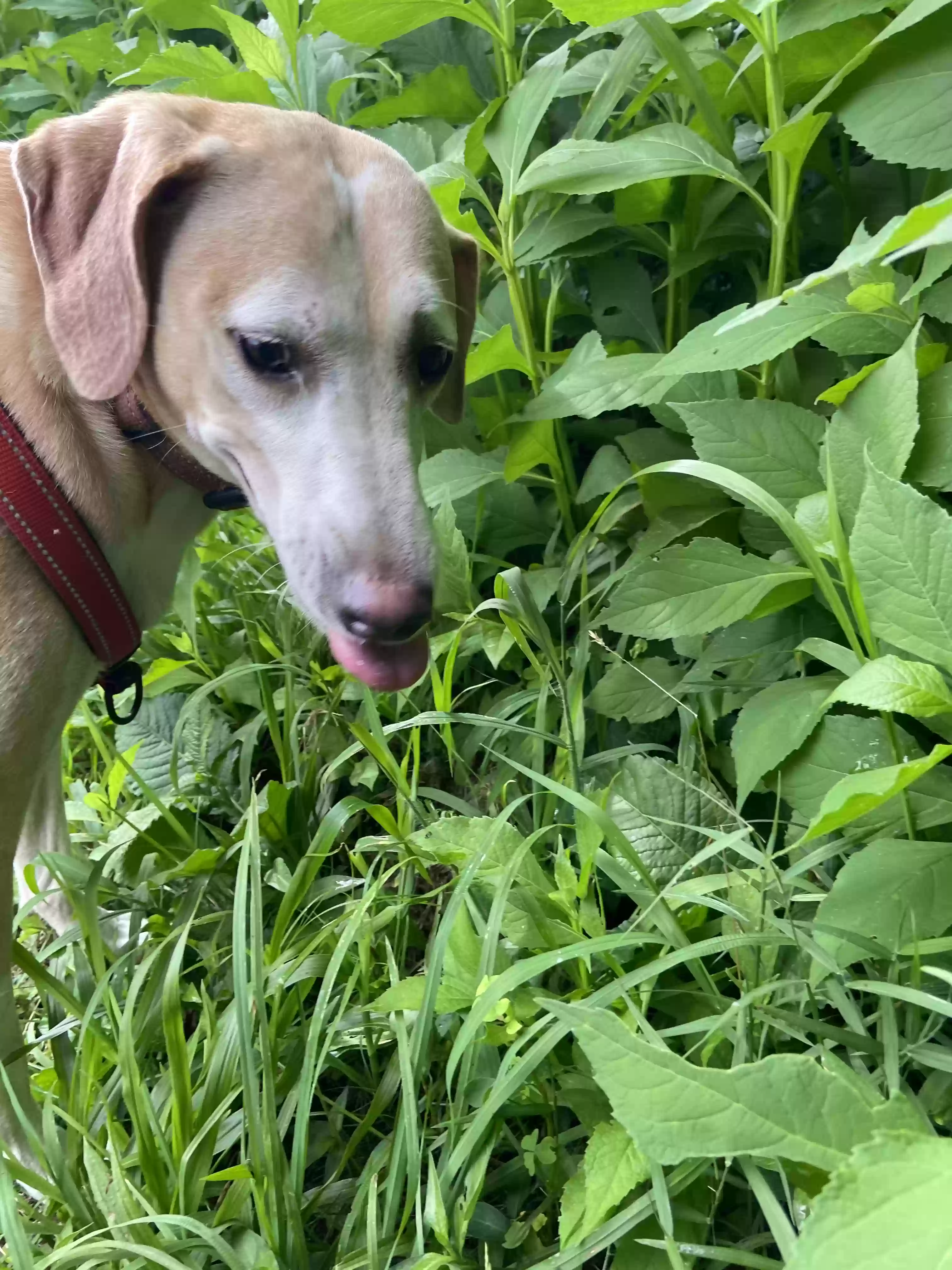 adoptable Dog in Paintsville,KY named Shelby