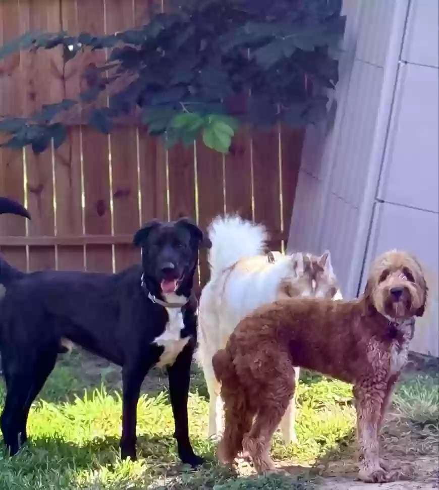 adoptable Dog in New Caney,TX named Tux