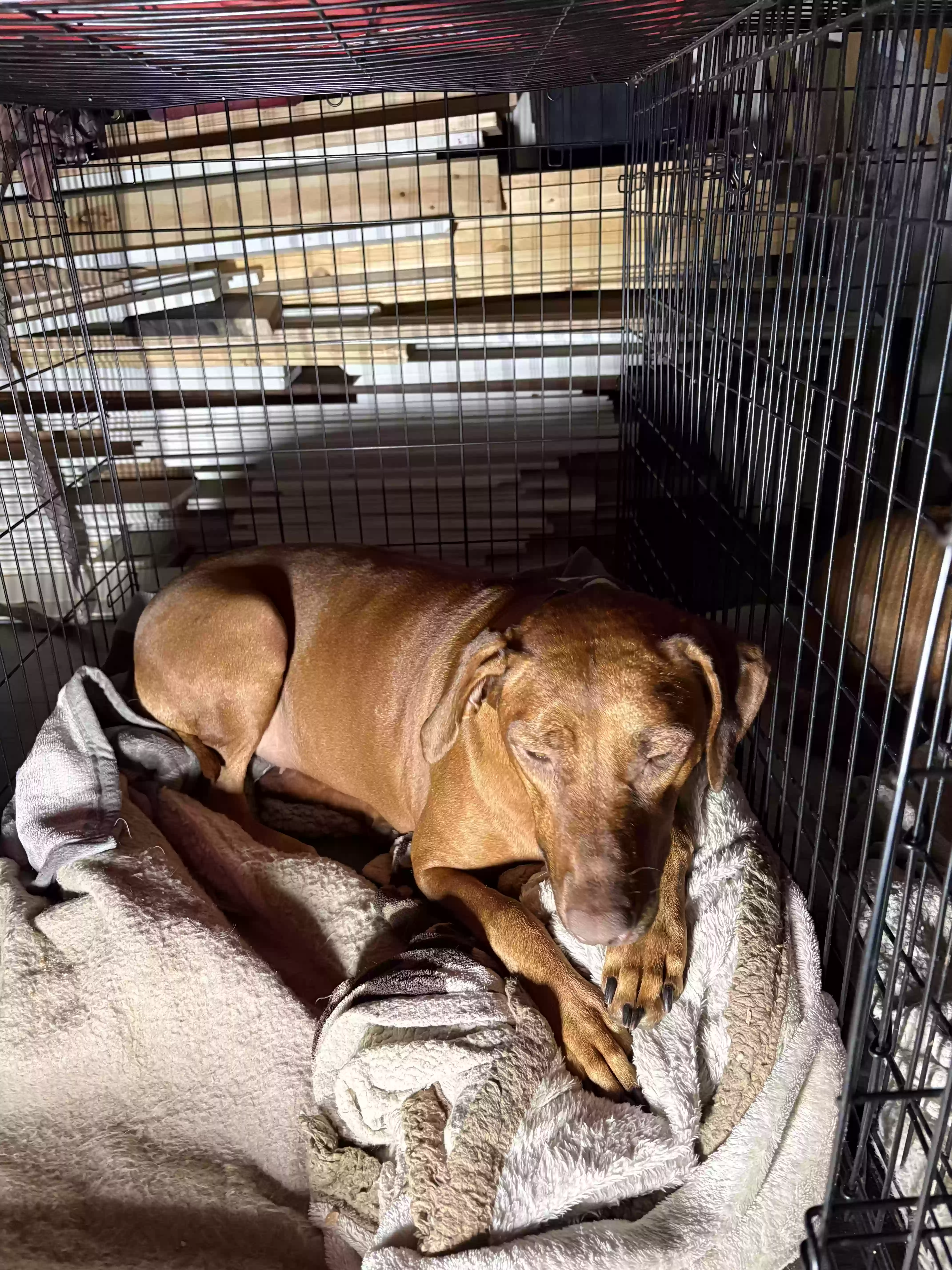 adoptable Dog in Nashville,GA named Honey