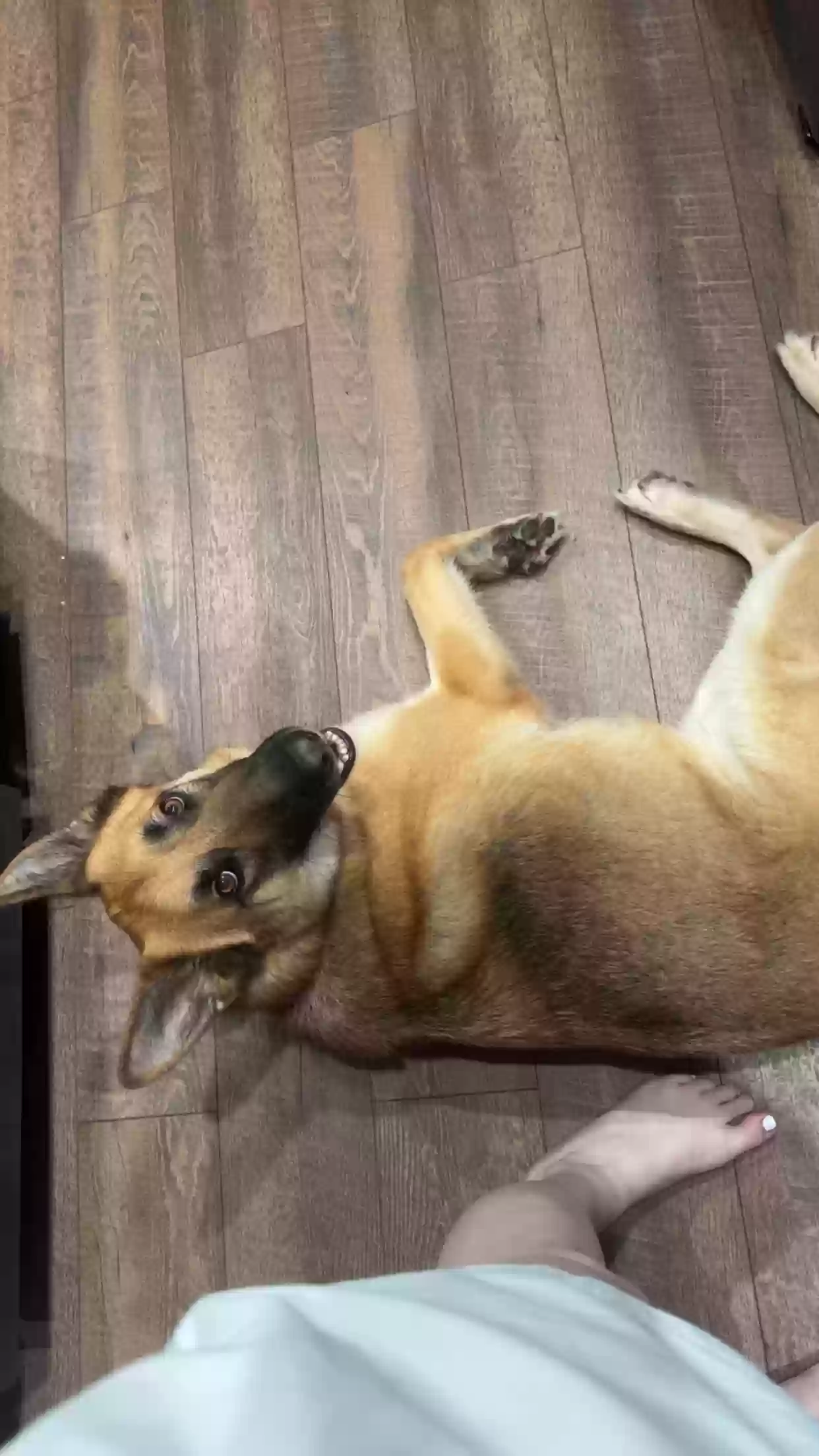 adoptable Dog in Craigsville,WV named Sage