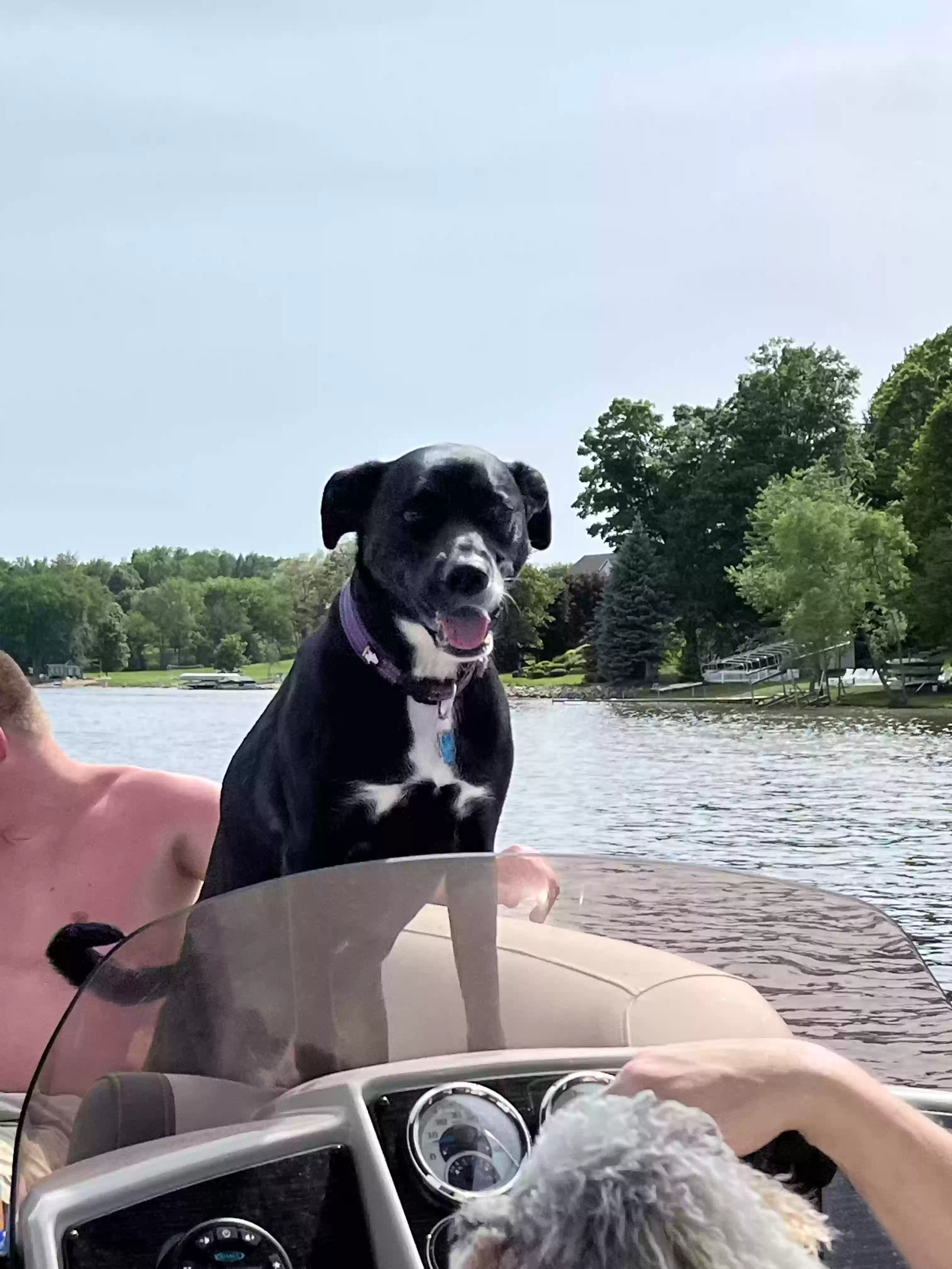 adoptable Dog in Byron Center,MI named Riley
